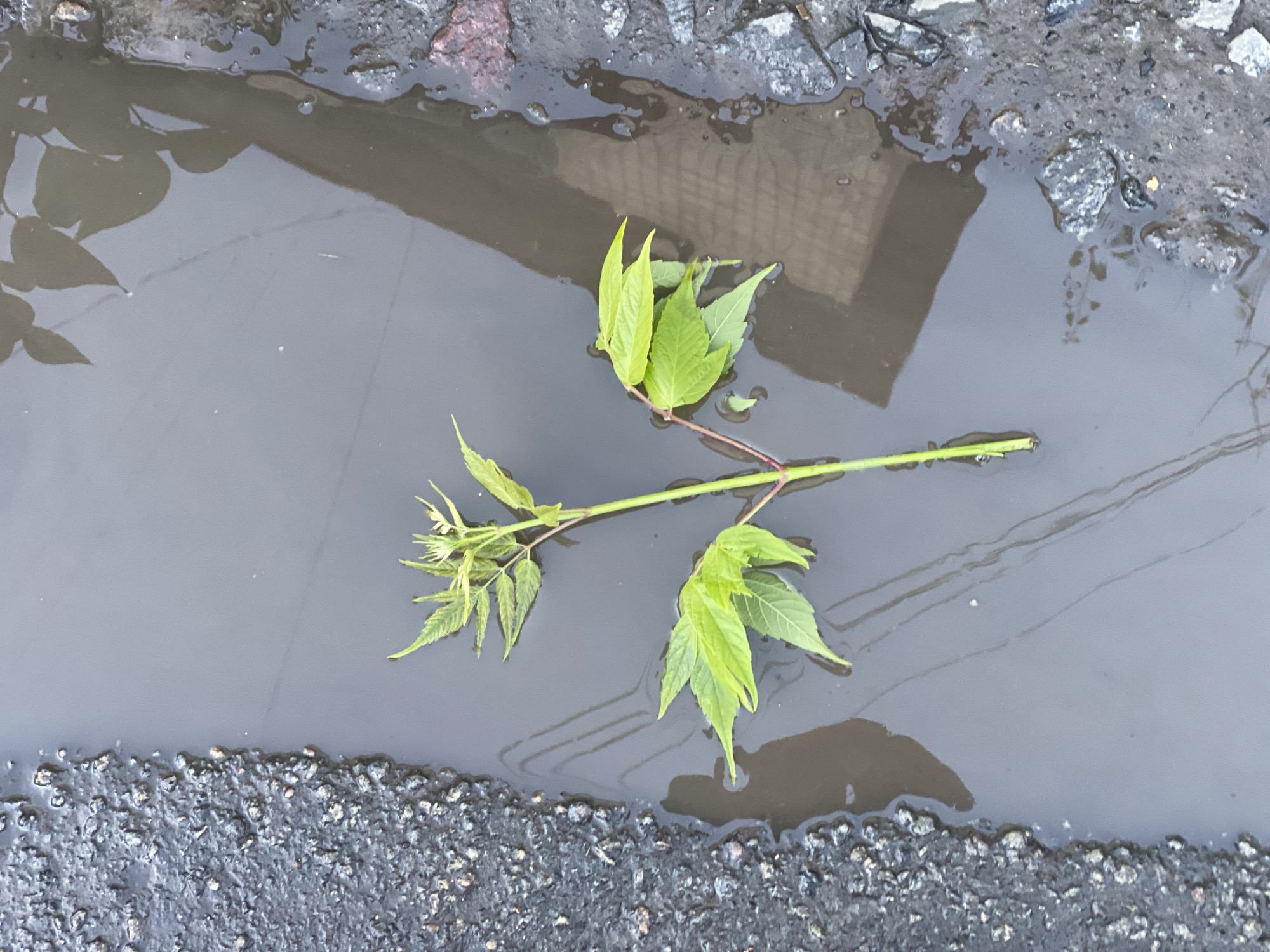 The image shows a puddle of muddy water on an asphalt surface, likely a street in Poltava, Ukraine. A branch with light green leaves lies across the surface of the water, partially submerged. The edge of the puddle is bordered by asphalt and gravel. The reflection of a building or structure is visible in the puddle's surface.