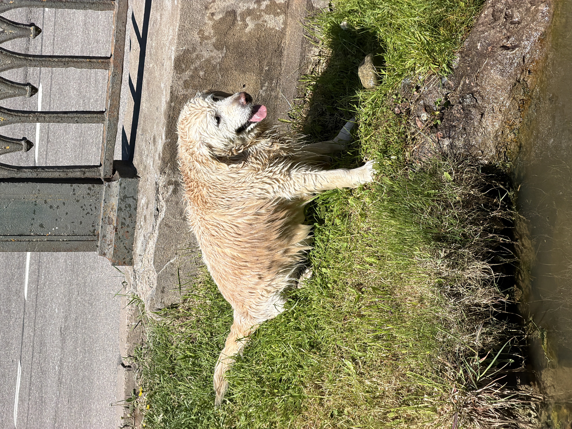 A light-colored golden retriever, with noticeably wet and matted fur, is the central subject of this image. The dog is lying on its side, partly on a patch of vibrant green grass and partly on a concrete surface, with its head slightly raised and tongue extended, indicating it might be panting or simply relaxed. A faint white band or bandage is visible around its left front leg, just above the paw.
The scene is set outdoors on a bright, sunny day, as evidenced by the strong sunlight and crisp shadows cast by a metal fence and the dog itself. To the dog's left, a sturdy, dark metal fence with decorative elements separates the grassy area from a grey asphalt road, marked with a white line. To the dog's right, the grass slopes down to the edge of a calm body of water, possibly a canal or stream, with dark, wet earth and rocks at its bank. The water appears brownish and reflects the sunlight subtly.
The overall atmosphere suggests a moment of rest after an activity involving water, perhaps a swim, on a warm day. The location context is Peterhof, Russia. No visible text is present in the image.