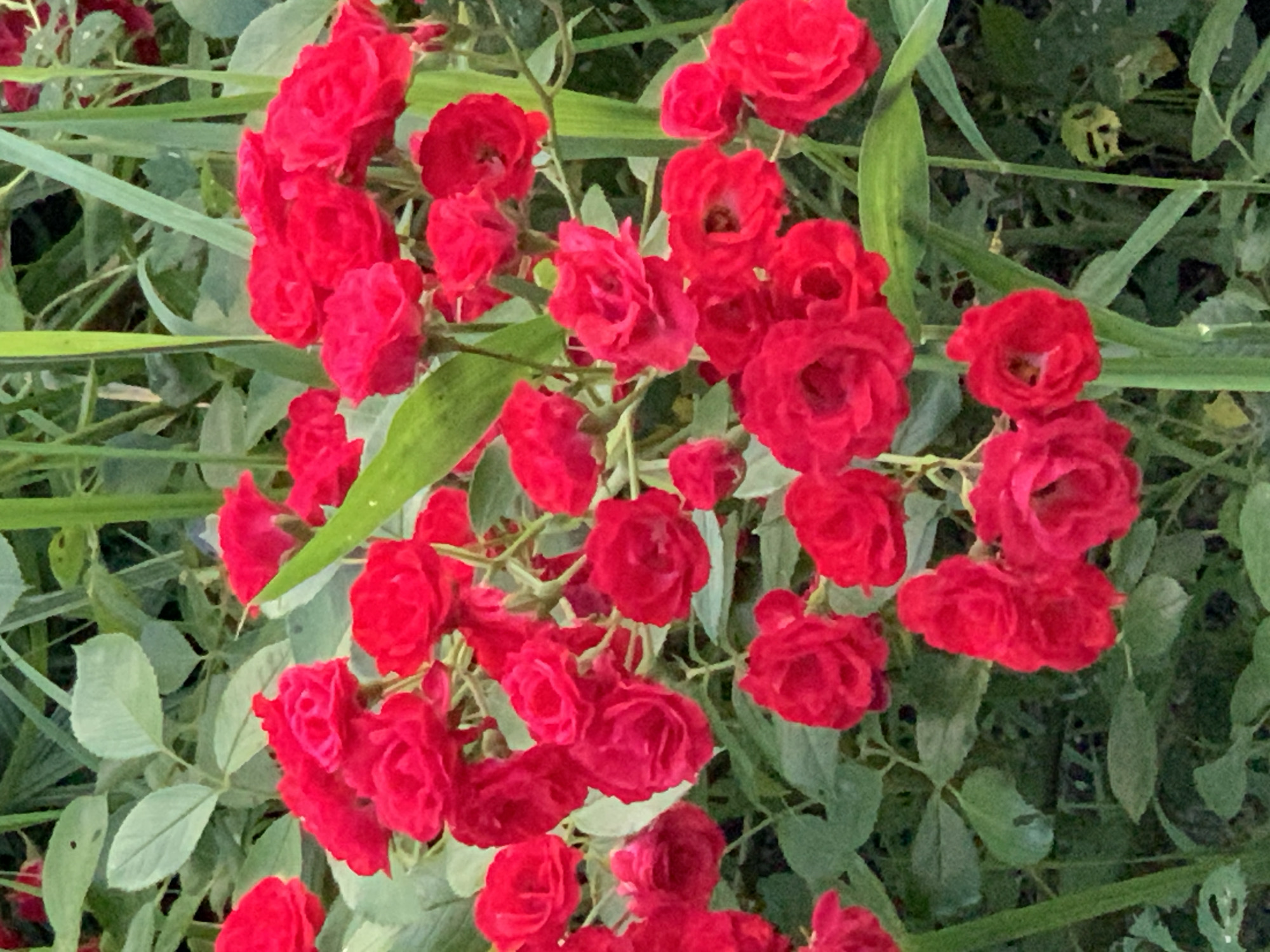 A close-up, eye-level shot captures a cluster of vibrant red roses in full bloom, densely packed together. The roses are varied in their openness, with some fully unfurled and others still partially budded. Their petals exhibit a rich, deep red hue, creating a striking visual contrast against the muted green foliage that forms the background. The leaves of the rose bushes are a soft, dusty green, with some showing slight imperfections. Interspersed among the roses and leaves are tall, slender green blades of grass or reeds, adding vertical lines and texture to the composition. The overall impression is one of natural abundance and lively color, suggesting a garden setting. The image is sharp and well-lit, allowing for clear observation of the intricate details of the rose petals and surrounding greenery.