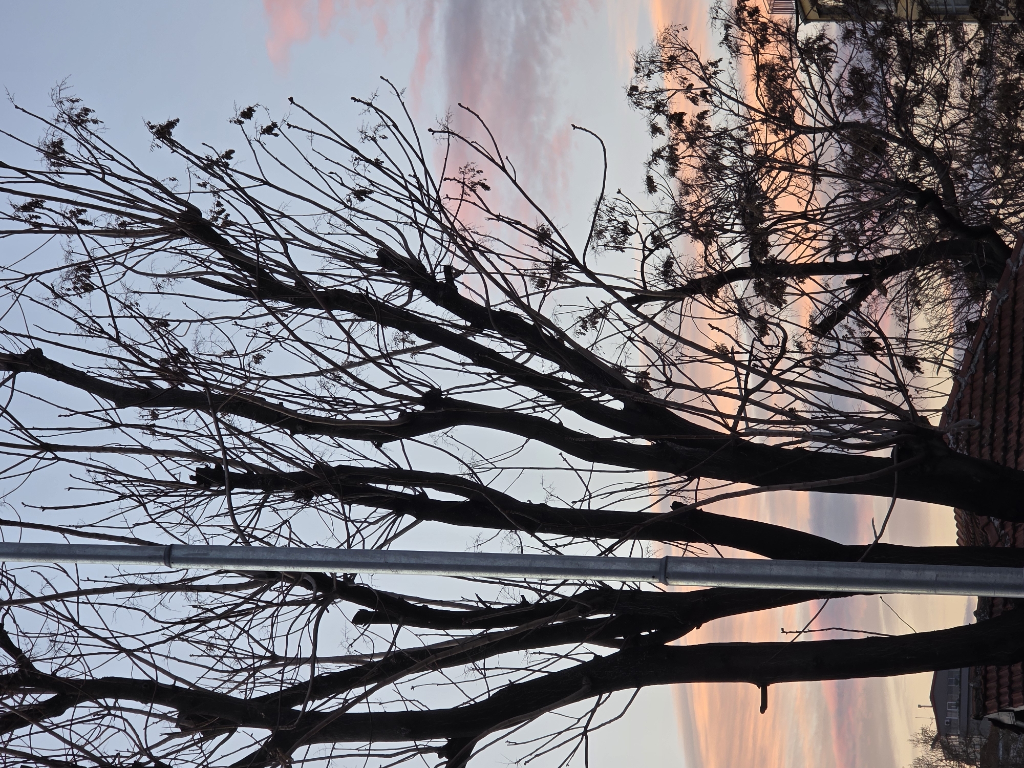 The image presents a view in Plovdiv, Bulgaria, under a pastel-colored sky with pink and orange streaks, likely during sunset or sunrise. The primary focus is a large, leafless tree with its intricate network of branches silhouetted against the sky. A metallic pole or pipe bisects the image horizontally at about the middle, cutting across the tree's trunk and branches. In the background, partially obscured by the tree, there are buildings with visible roofs and walls, indicating an urban setting. The scene is still and appears to be captured during a quiet moment.