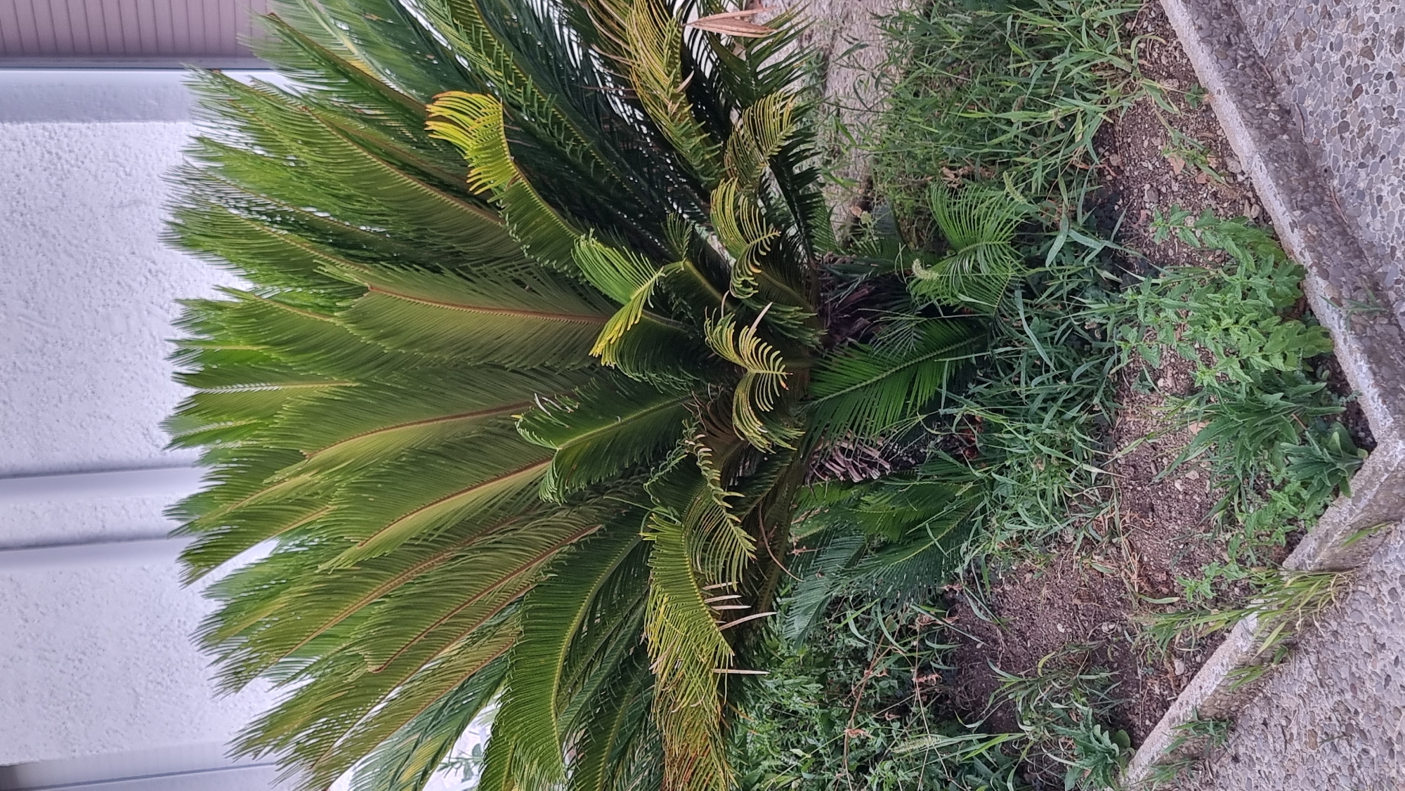 The image shows a Sago palm (Cycas revoluta) plant in a raised garden bed bordered by concrete and cobblestone. The plant has a thick, brown trunk and a crown of large, dark green, feather-like leaves. The garden bed is filled with soil and surrounded by green grass and weeds. In the background, a textured, light-colored wall with vertical white pipes is visible, suggesting an outdoor urban setting. The scene is a still, static shot of the plant and its immediate surroundings.