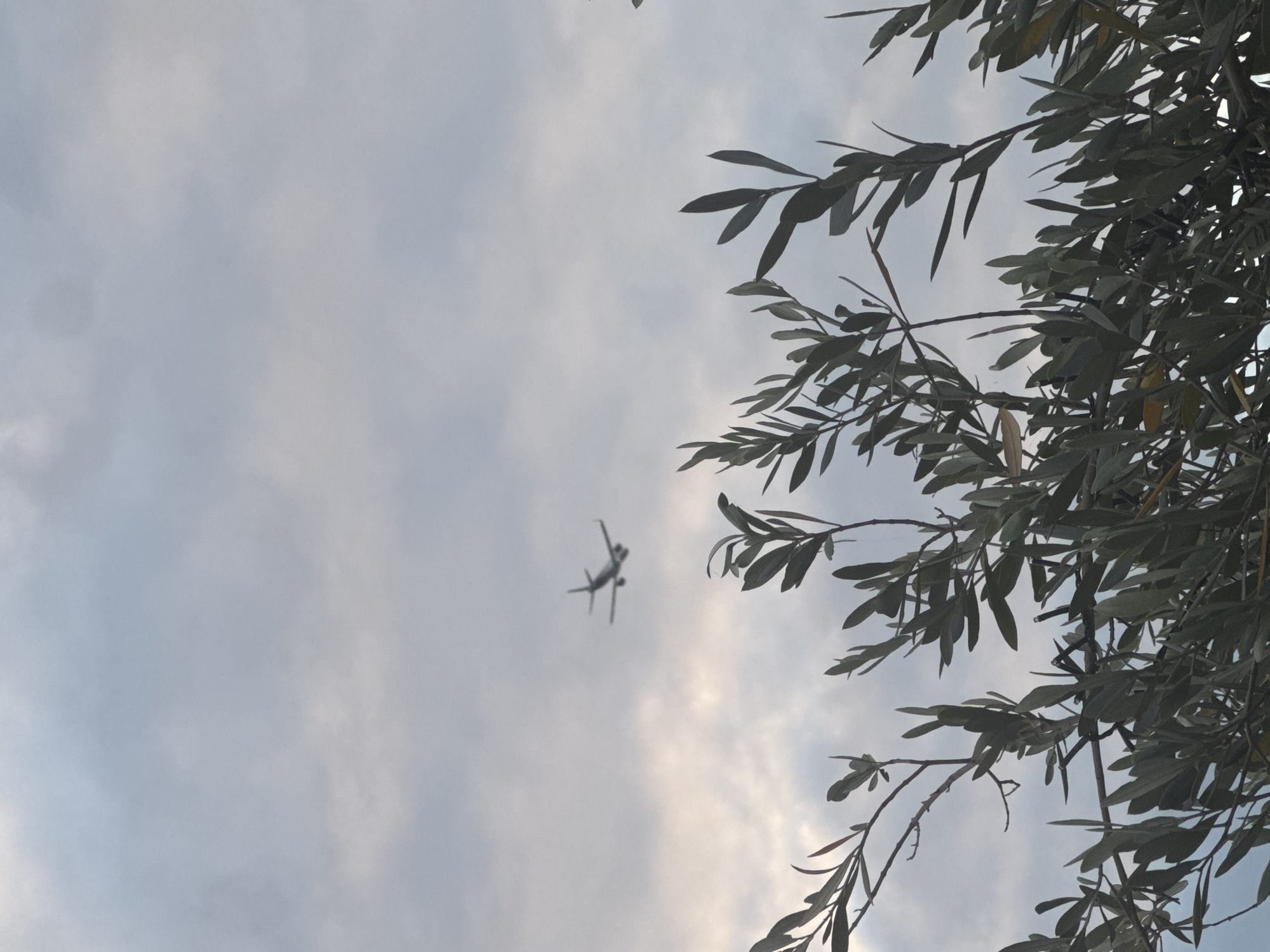The image shows an airplane flying in a cloudy sky, seen through the leaves of a tree. The airplane is silhouetted against the light sky and appears to be in mid-flight. The tree branches and leaves are dark and fill the right side of the frame, creating a natural framing for the airplane. The sky is overcast with soft, diffused light, suggesting it might be daytime, possibly late afternoon or early morning. The leaves of the tree appear to be olive leaves, given their shape and arrangement on the branches. There are no people visible in the image. The overall mood is peaceful, with the airplane appearing small and distant against the vast expanse of the sky, partially obscured by the natural elements of the tree. There is no visible text in the image.