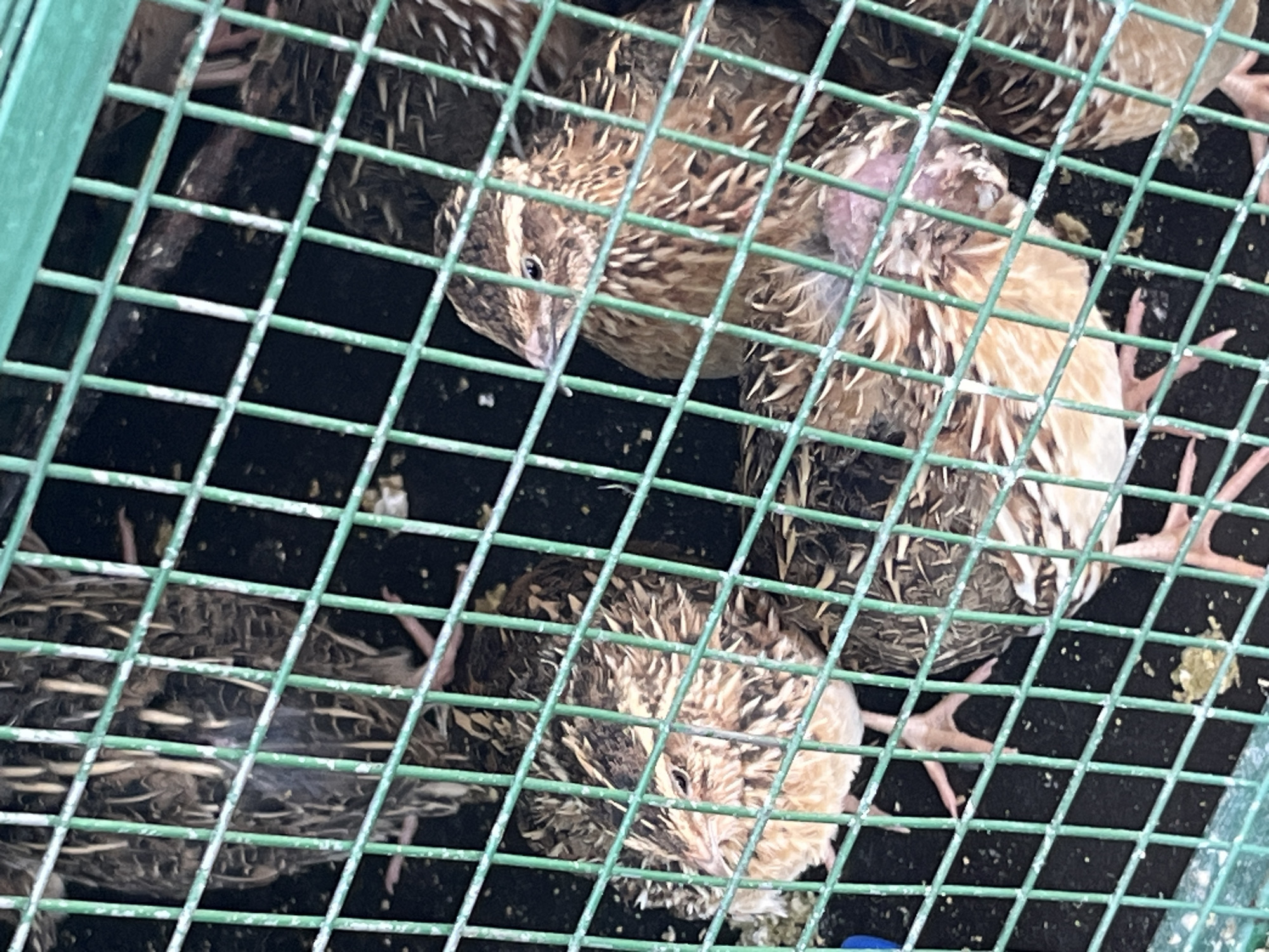 Within a green wire mesh cage, multiple brown-patterned quails are observed in Tinaquillo, Venezuela. The cage bars exhibit chipped white paint over a green base. The quails display characteristic streaked brown, tan, and black plumage. Notably, at least two birds present exposed, reddish-pink skin patches on their bodies, indicating feather loss or epidermal irritation. Their light-colored feet are visible against the dark, granular floor, which is strewn with yellowish-brown particulate matter consistent with droppings or feed. The birds appear to be at rest within the confined enclosure.