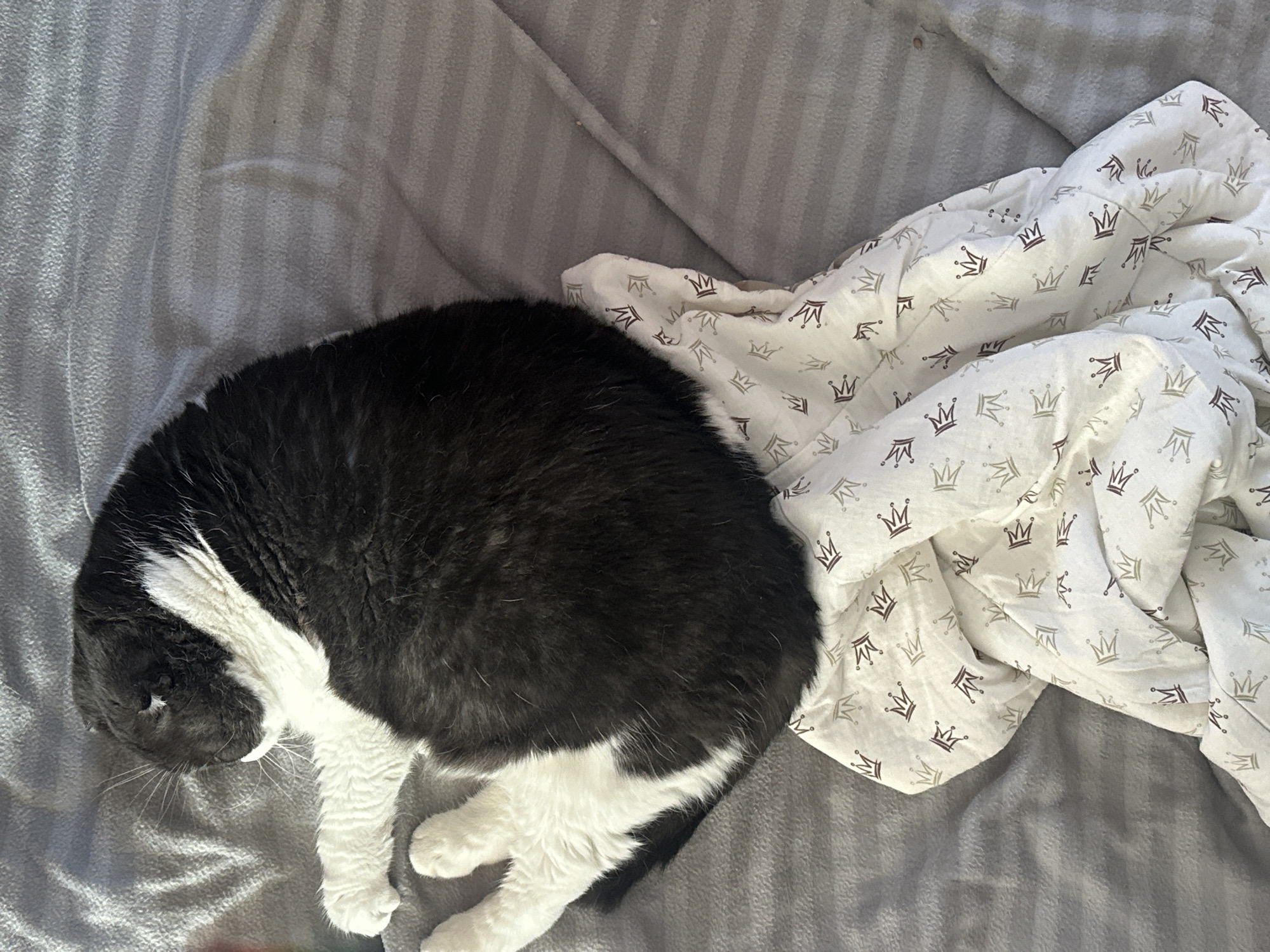 A black and white cat is curled up asleep on a bed. The bed has a gray striped blanket and a white blanket with a crown pattern. The location is unknown and not indicated to be Kharnavy, Russia.