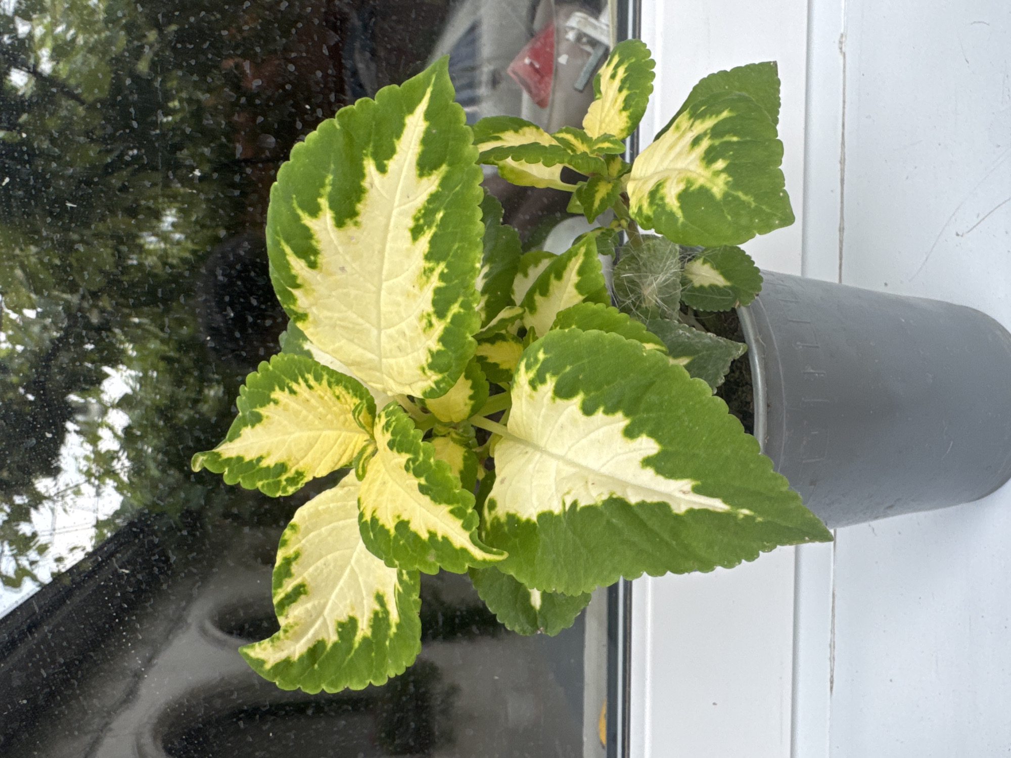 A coleus plant in a grey pot sits on a white windowsill. The plant has large, serrated leaves with irregular patterns of green and yellow. Behind the plant, a window shows a reflection of trees and a light-colored vehicle. The window itself appears dirty with small specks scattered across the glass. The scene is lit with natural light.