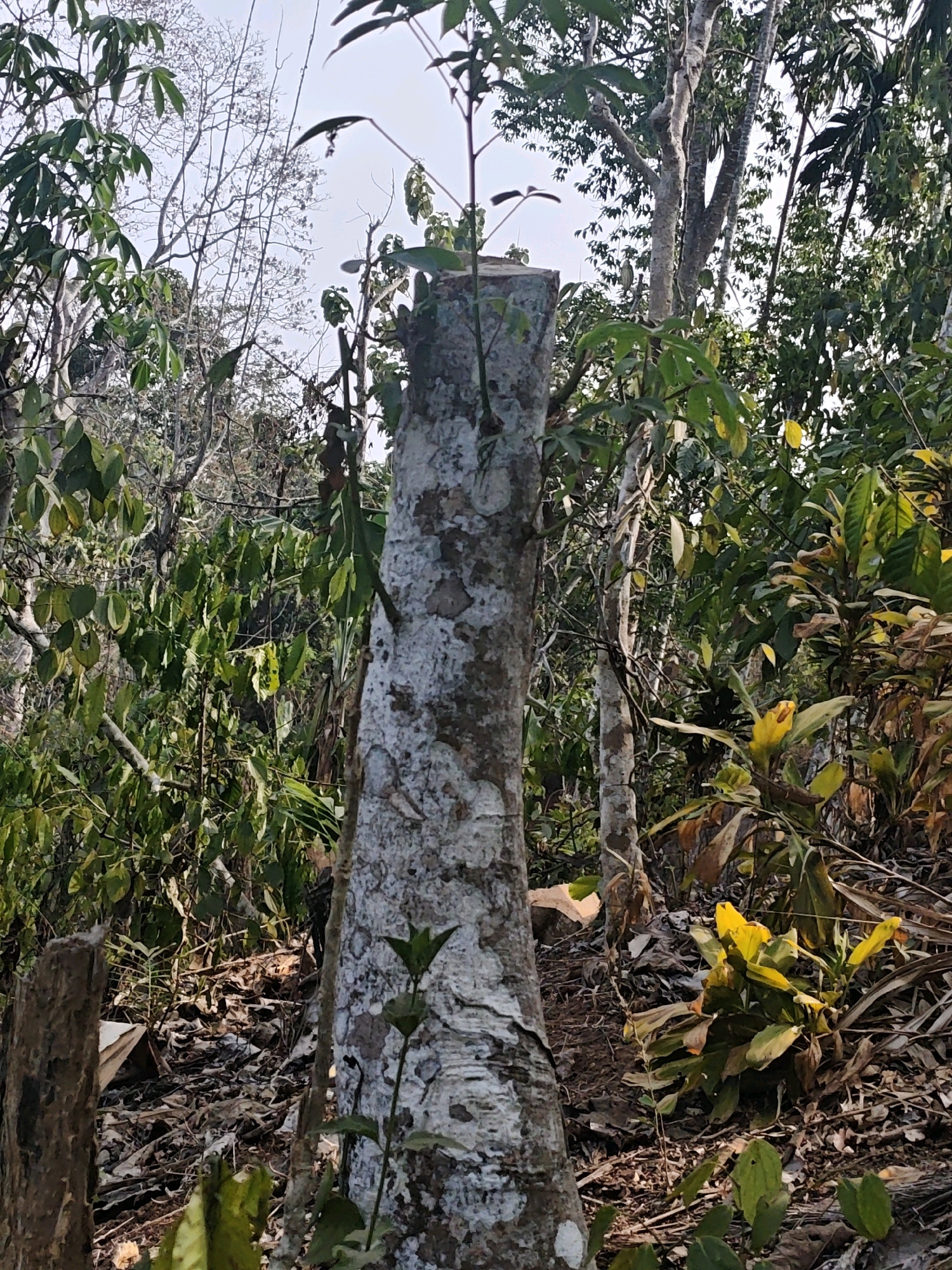 The image shows a close-up view of a tree stump in a forest environment. The stump is in the foreground and is a light gray color with patches of darker gray and white. It appears to be freshly cut, with new green shoots growing from the top. The background is filled with dense vegetation, including various trees and plants with green and yellow leaves. The ground is covered with fallen leaves and twigs. The lighting suggests it is daytime, with sunlight filtering through the trees. The location is identified as Unknown, Indonesia. There are no people or animals visible in the image.