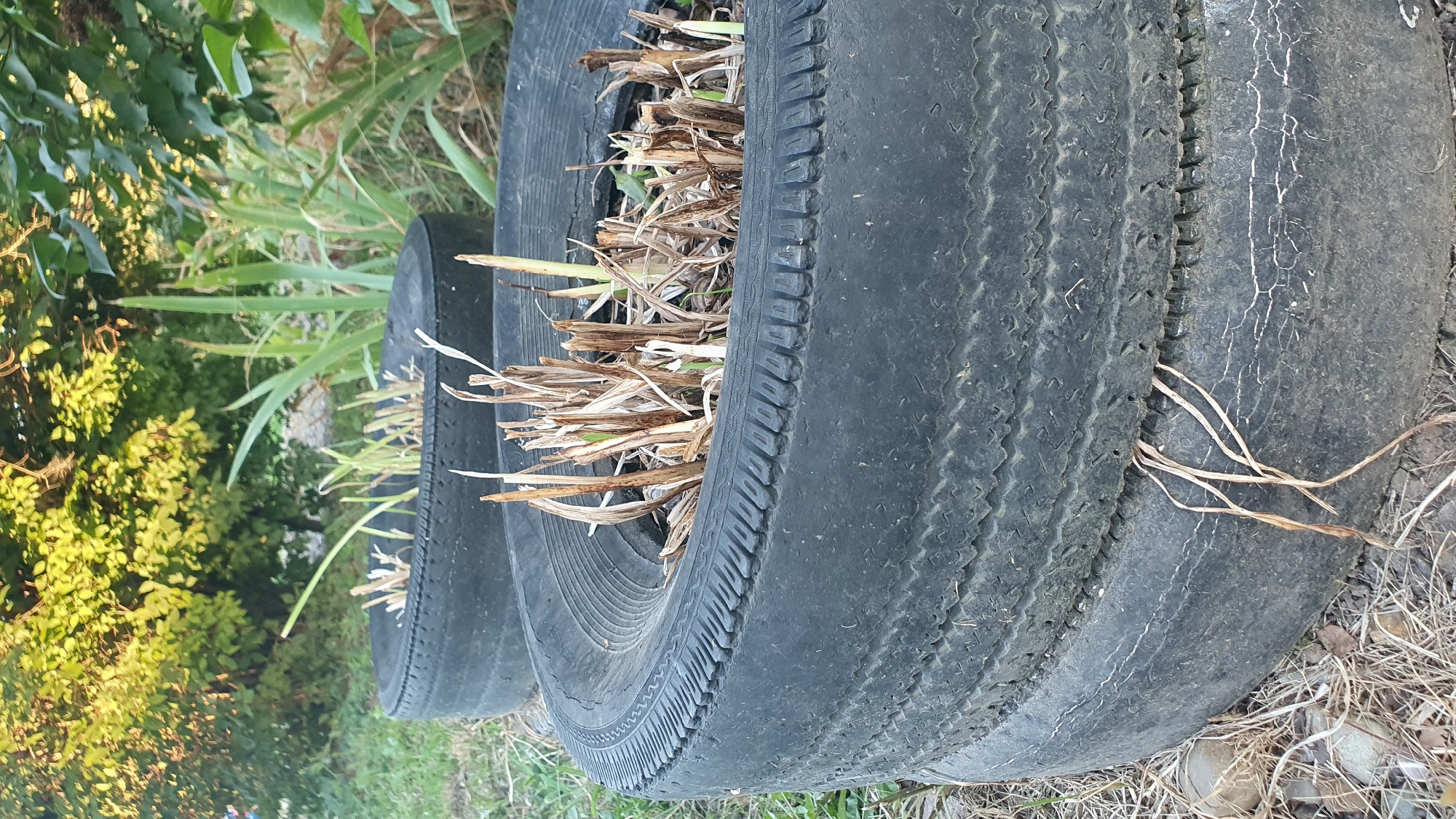 In Ust-Labinsk, Russia, two stacked tires serve as planters in a grassy outdoor area. The tires are black, weathered, and show signs of cracking. The top tire is filled with dried grass and some green sprouts. Behind the tires, there are more green plants and trees with yellow-green foliage, indicating an outdoor setting likely in a yard or garden. The lighting suggests it is daytime, possibly late afternoon due to the warm tones of the foliage. No people are visible in the image.