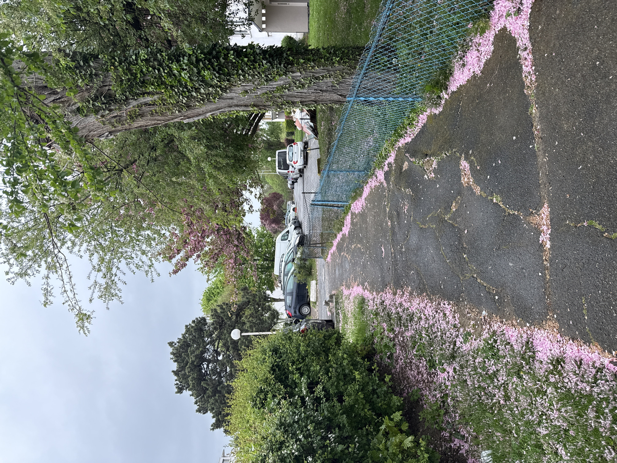 The image depicts a residential street in Sarcelles, France. The street runs along a chain-link fence, with a tree trunk wrapped in ivy visible behind the fence. Pink flower petals are scattered on the wet asphalt pavement and along the fence line. Parked cars are lined up along the street, including a dark-colored hatchback and a white van. In the background, houses and green lawns are visible. The sky is overcast. A street lamp is visible among the greenery.
