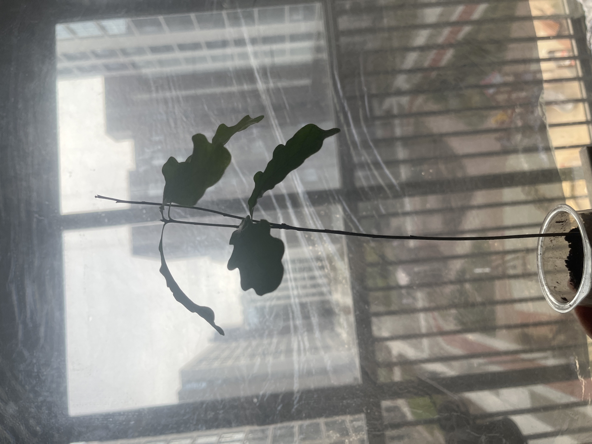 The image shows a cutting of a plant, possibly an orchid cactus (Epiphyllum), being propagated in a clear plastic container filled with a dark growing medium. The cutting has several flat, green leaves extending from a dark stem. The container is held in place, possibly suspended. The background shows a window with a view of a building or buildings, suggesting an urban environment. The lighting is bright, potentially due to sunlight. The scene could be indoors, near a window. There is no other information that indicates this is in Saint Petersburg, Russia.