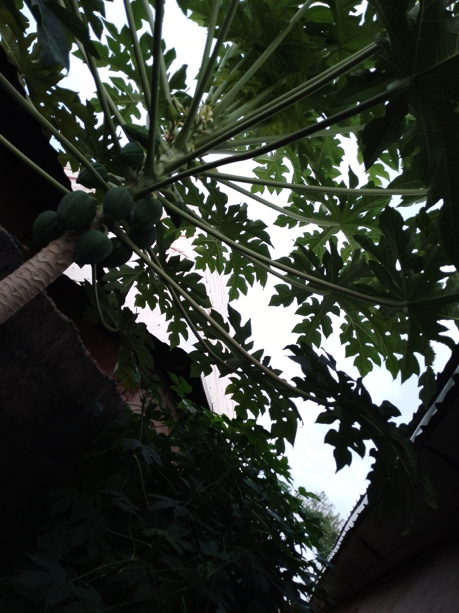 This is a low-angle, full shot of a papaya tree with several small green papayas growing from its trunk. The tree is positioned in a backyard setting with what appears to be a corrugated metal roof and a wooden structure visible in the background. The leaves of the papaya tree are large and palmate, with a light green color that is somewhat silhouetted against the bright sky. The trunk of the tree is visible in the lower left corner of the frame, with a rough, textured surface. The overall lighting suggests it is daytime, possibly overcast, as the sky is bright but lacks direct sunlight.