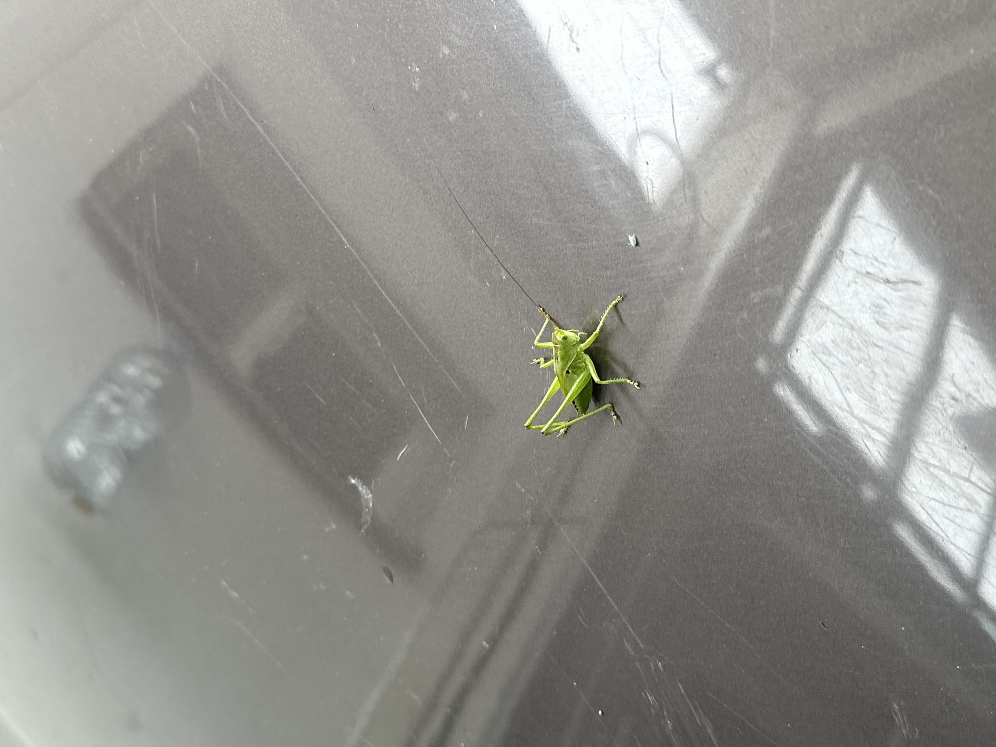 A bright green insect, likely a katydid or a long-horned grasshopper, is positioned on a grey, reflective surface. The insect is vibrant lime green with slender legs and extremely long, thin antennae extending upwards and to the left. Its body is oriented diagonally on the surface.
The background is a smooth, somewhat reflective grey material, possibly metal or plastic, showing several light scratches and minor smudges. Strong, angular reflections are visible across the surface, suggesting light passing through a window or a structured opening overhead. These reflections create patterns of brighter and darker grey areas. On the far left, an out-of-focus, light-colored object, possibly a container or bottle, is partially visible. The overall lighting suggests a bright daytime setting, possibly indoors or in a shaded outdoor area where structures cast distinct shadows. No activity is depicted beyond the insect resting on the surface. There is no visible text.