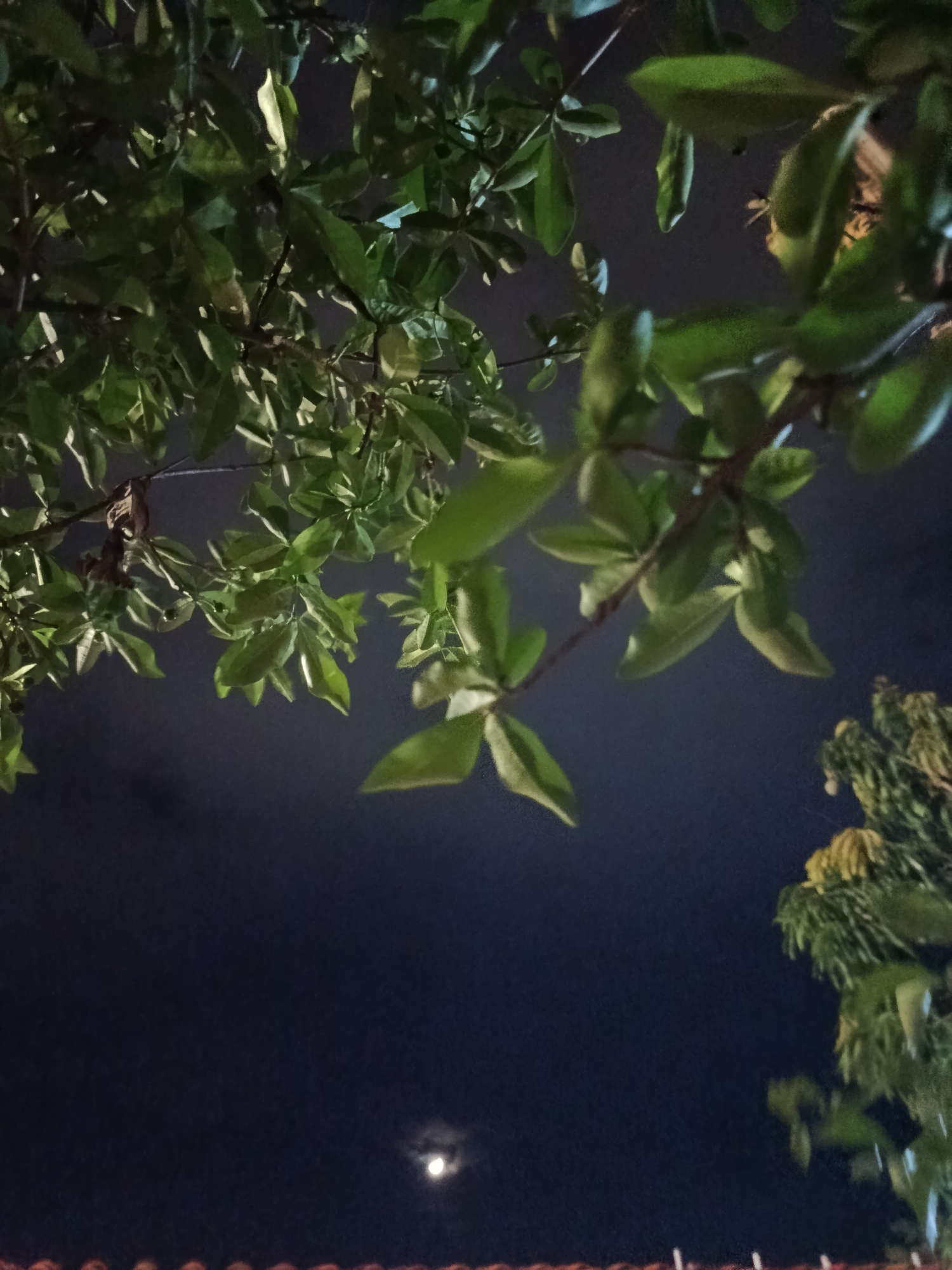 The image is a low-angle shot of tree branches and leaves against a dark night sky. The moon is visible as a small, bright orb in the lower portion of the frame, partially obscured by clouds. In the foreground, a reddish-brown tiled roofline is visible. The foliage appears lush and green, with some leaves illuminated by an unseen light source, creating highlights and shadows. To the right, another tree with lighter green and yellow foliage is visible. The scene suggests an outdoor setting at night, possibly in a residential area given the roofline. The location in Altagracia, Venezuela, indicates a tropical or subtropical environment.