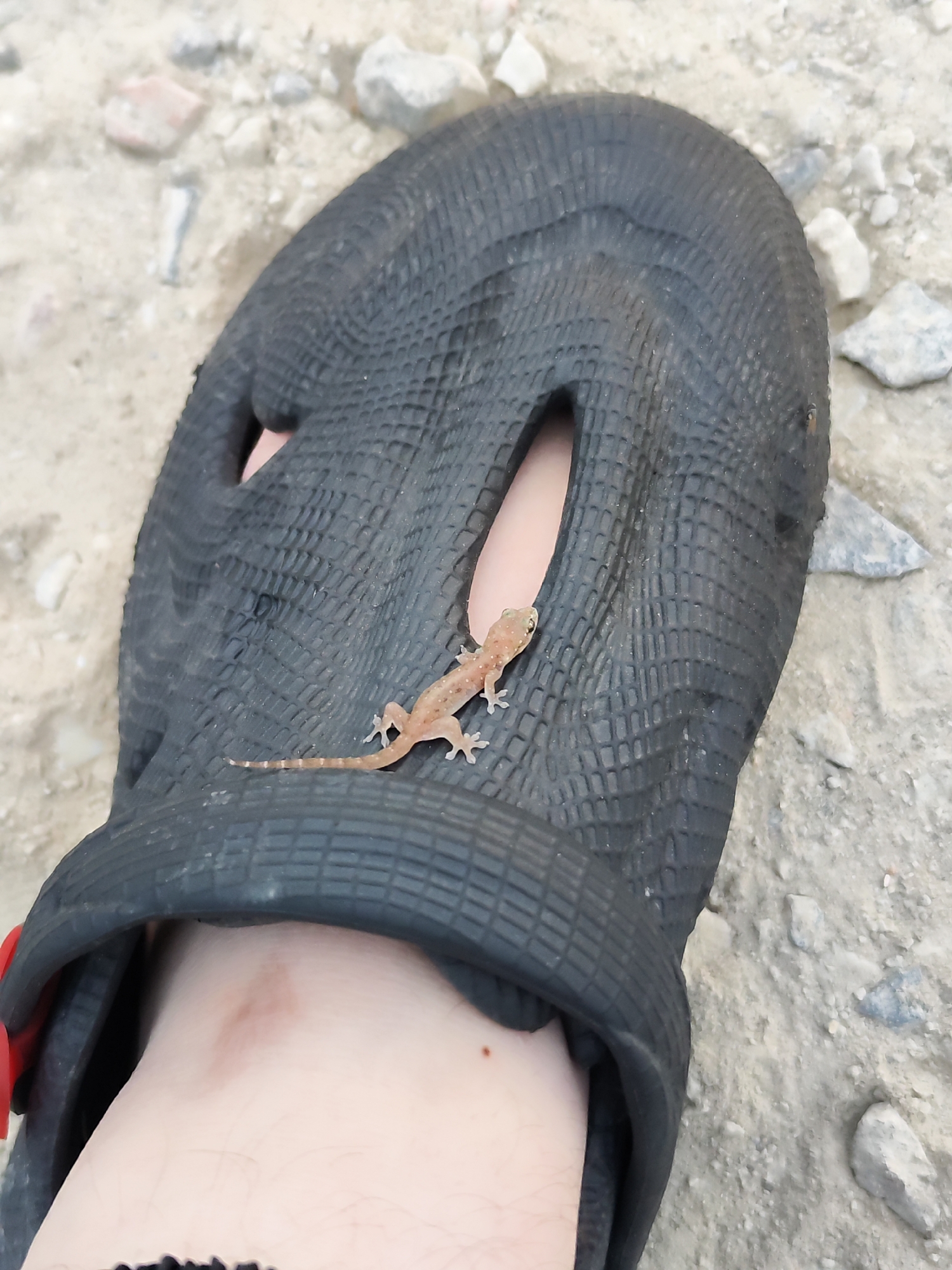 A very small, light brown gecko with darker spots is positioned on a black, textured sandal. The sandal is placed on a surface of sand and small rocks. A human foot is visible beneath the sandal, with the toes partially emerging from an opening. The scene appears to be outdoors, with a dry, dusty environment indicated by the ground cover.