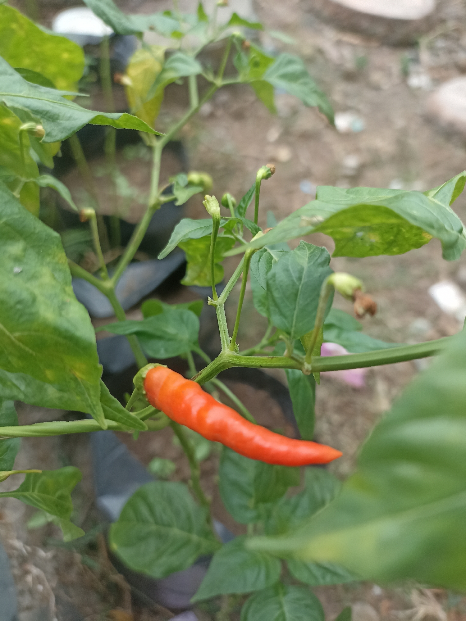 A close-up, slightly blurry, outdoor shot focuses on a single, bright orange chili pepper growing on a plant. The pepper is elongated with a pointed tip and appears ripe. It is attached to a green stem, which branches out to other green leaves and smaller, undeveloped buds. The plant is growing amidst a natural, earthy background with some blurred elements of what might be black plastic pots or bags. The scene is likely in Mojopanggung, Indonesia, where chili peppers are commonly cultivated.