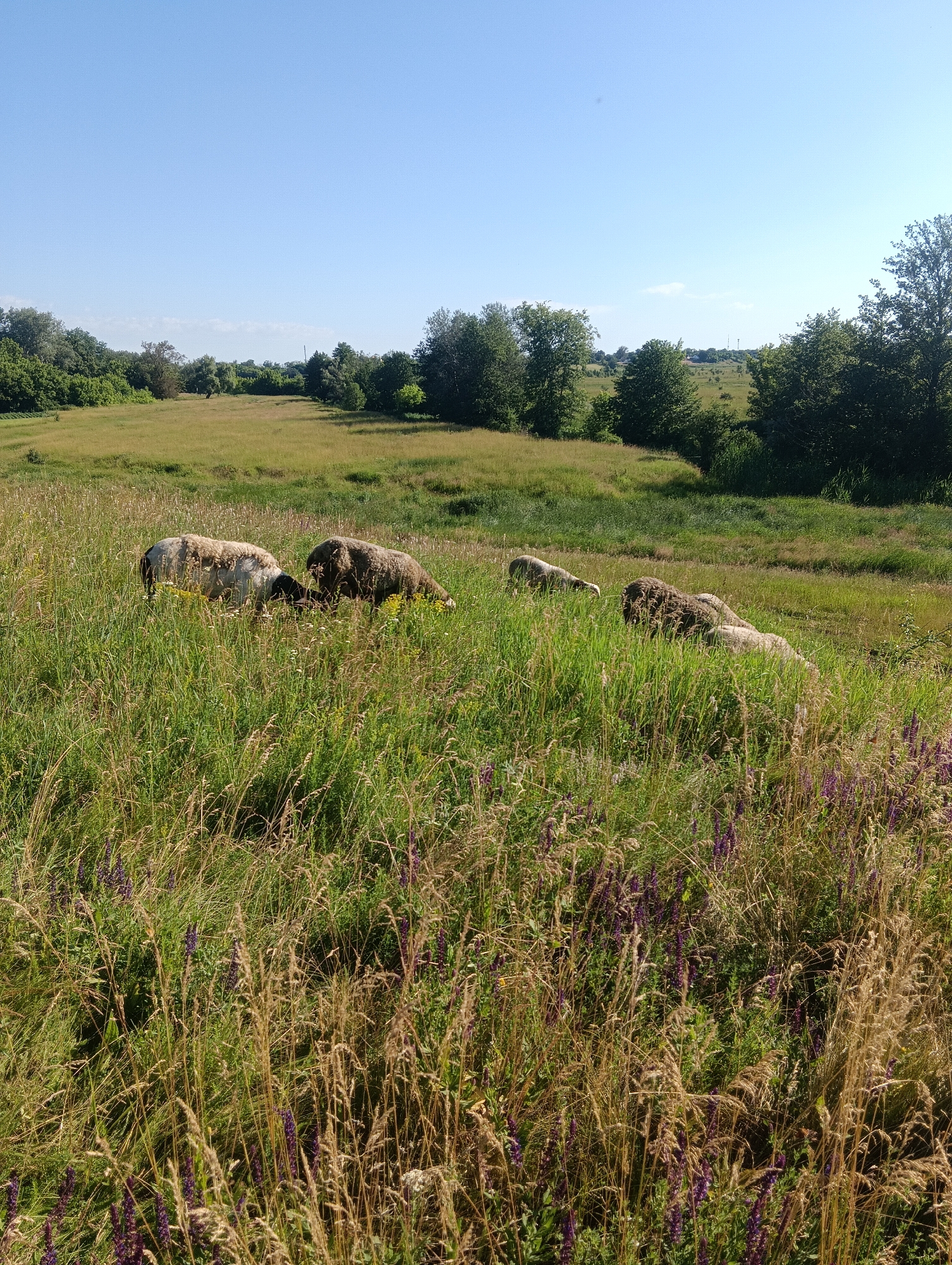 A flock of sheep grazes in a sun-drenched meadow. The foreground is dominated by tall green grass interspersed with dry stalks and clusters of small purple flowers. In the midground, five sheep are visible, some grazing and others resting. Their wool varies in color from white to dark brown. The background features a rolling green field bordered by a line of trees under a clear blue sky with a few wispy clouds. The scene appears to be a rural landscape.