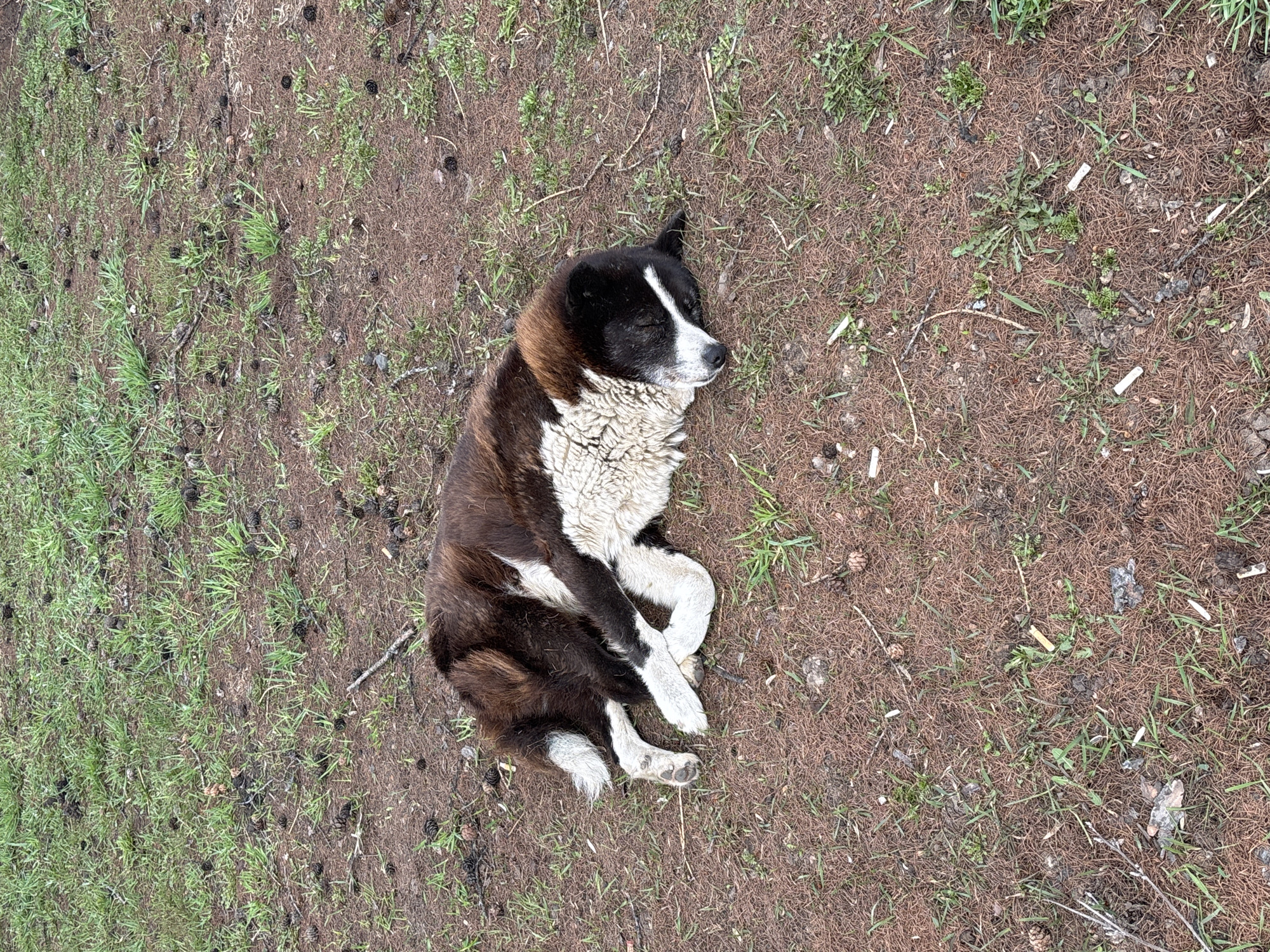 A medium-sized dog is lying on the ground. The dog has a mix of black and white fur, with a white stripe down its face. The dog's legs are crossed. The ground is covered in brown dry grass, green grass, and pine needles. There are small pine cones scattered around the ground. The location is in the city of Chaikovsky, Russia.