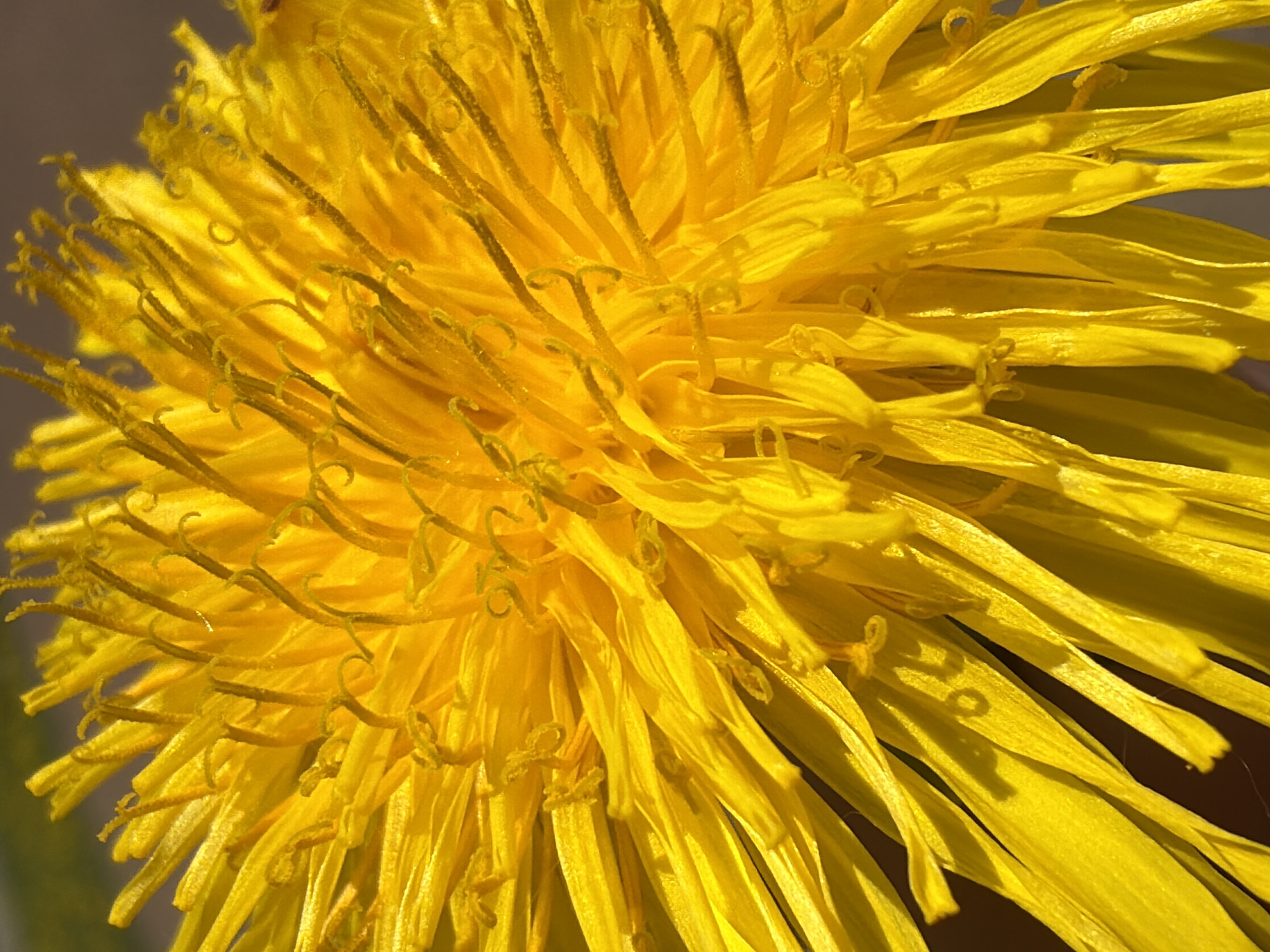The image shows a close-up of a bright yellow dandelion flower. The petals are long and thin, radiating outwards from the center of the flower. Many of the petals have curly tips. The background is a muted gray-brown color. There is no indication of location in Saint Petersburg, Russia.