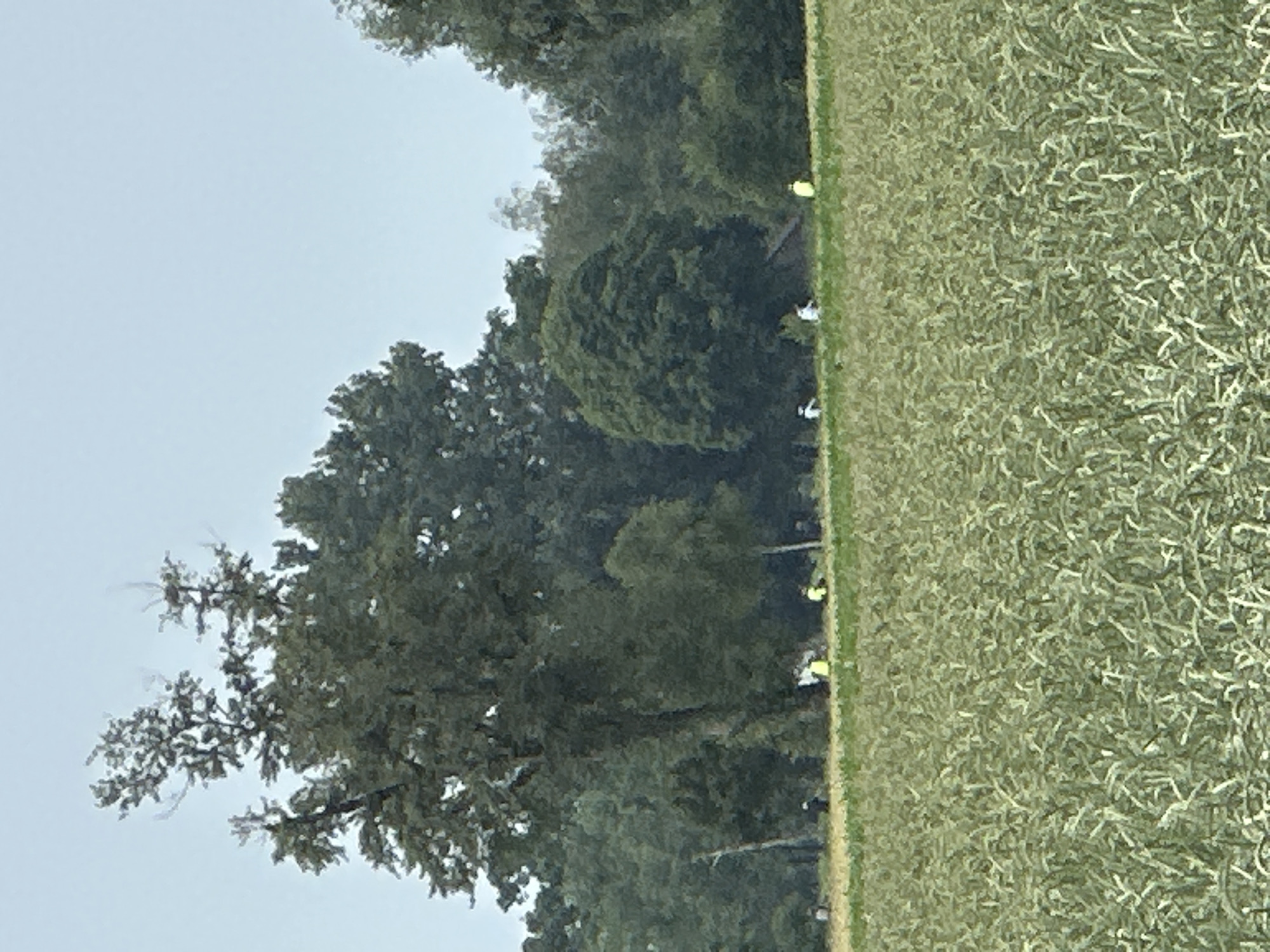 In Lauterach, Austria, a group of individuals are scattered across a field, with trees forming a backdrop. The foreground is dominated by a dense field of green crops. In the middle ground, several people are visible, some wearing yellow vests, appearing to be engaged in some activity, possibly agricultural work or a recreational event. The trees are tall and varied in type, with some appearing denser and darker than others, suggesting a mixed woodland. The sky is overcast and a pale blue-gray. The overall scene depicts an outdoor rural setting with human presence within a natural landscape.