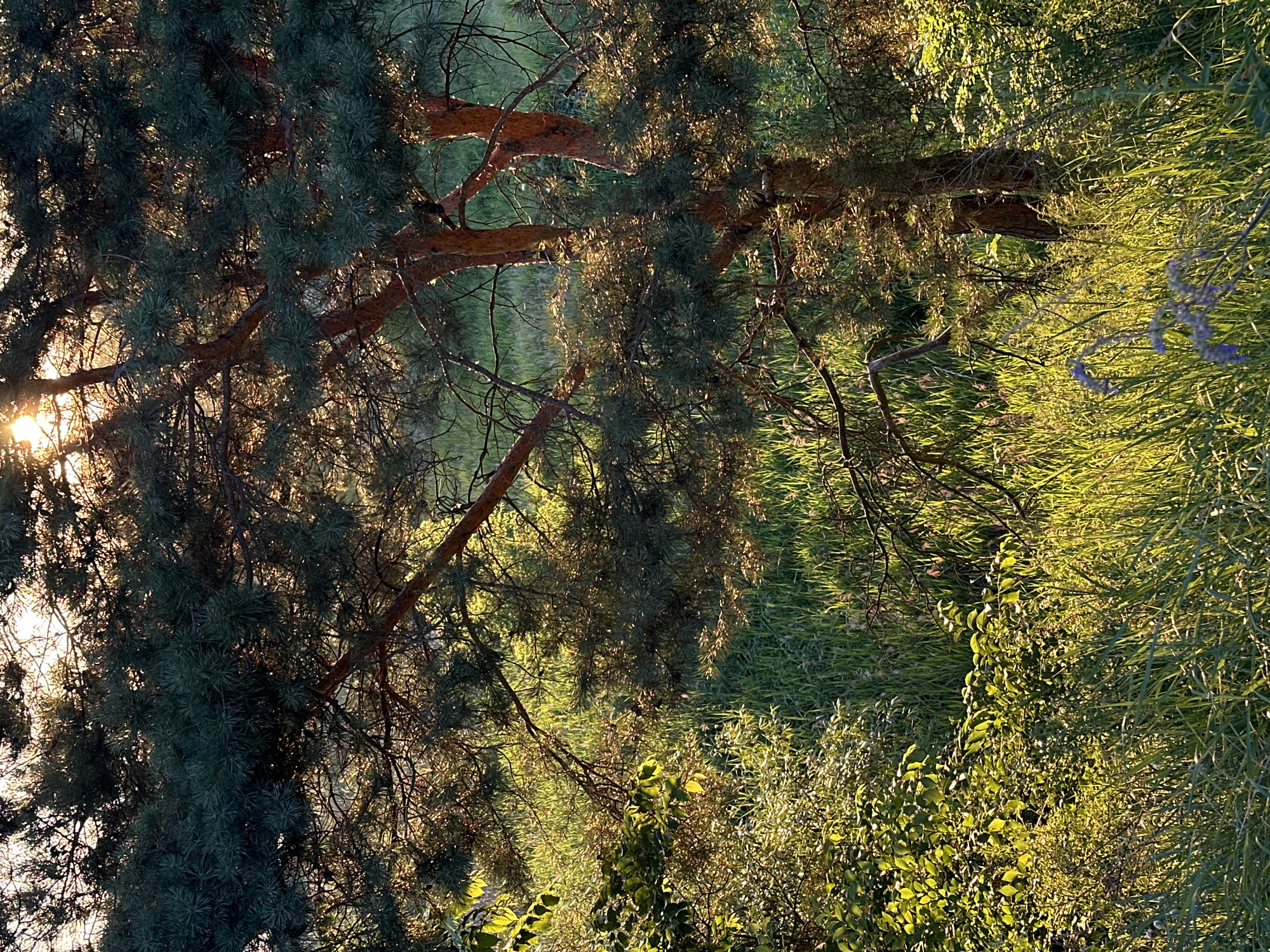 This is a vertical, medium-shot photograph of a sun-dappled pine tree branch in a natural setting. The sun is low in the sky, casting long shadows and creating a warm, golden light that filters through the pine needles and illuminates the surrounding tall grass. The pine branch is textured with reddish-brown bark and dark green needles. The grass is a vibrant green, with some blades catching the light and appearing almost luminous. There are small, delicate purple flowers scattered amongst the grass on the right side of the image. The overall mood is peaceful and serene, evoking a sense of natural beauty and tranquility. The time of day is likely late afternoon or early evening, given the low angle of the sun and the warm lighting. There are no people or man-made objects visible in the image, nor any discernible text. The location appears to be a meadow or field with a pine tree growing nearby.
