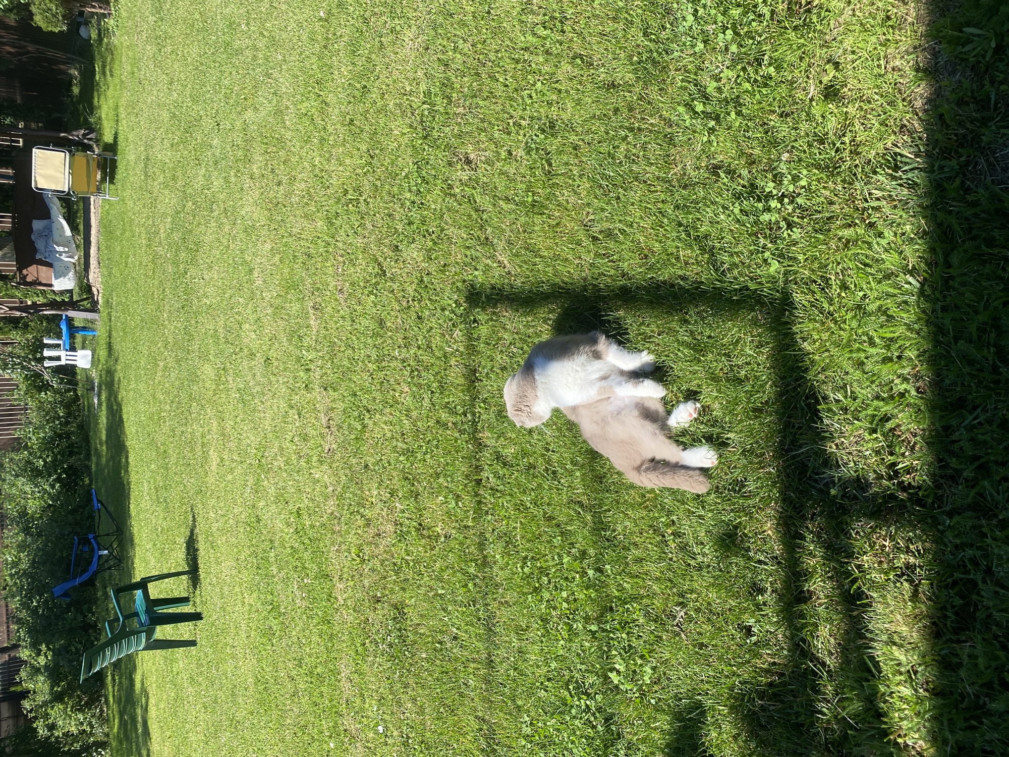 In a sunlit backyard in Mykytyntsi, Ukraine, two young kittens are engaged in playful interaction on a lush green lawn. One kitten, predominantly white with light brown markings on its head and back, is positioned over a second kitten. The second kitten, a light brown color, lies on its stomach with its hind legs extended, its tail curled slightly. Both kittens have white paws. The background features a wooden fence bordering dense green foliage, and several pieces of outdoor furniture, including a green plastic chair, a blue foldable chair, a white and blue child's table and chairs, and a yellow lounge chair. The scene is cast with dappled shadows from overhead trees.