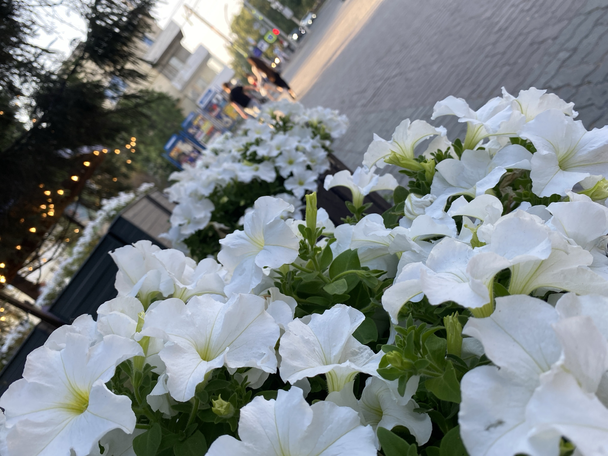 This is a close-up shot of white petunias blooming in a planter on a city sidewalk. The planter is positioned in the foreground, with the flowers taking up most of the frame. The petals are delicate and white, with a slight yellow tint towards the center. Behind the flowers, a blurred background shows a street scene with people walking and cars driving. The lighting suggests it is late afternoon or early evening, with a warm, soft glow. The environment appears to be an urban setting, possibly a park or a pedestrian area. The specific location in Novosibirsk, Russia, cannot be determined from the image alone.