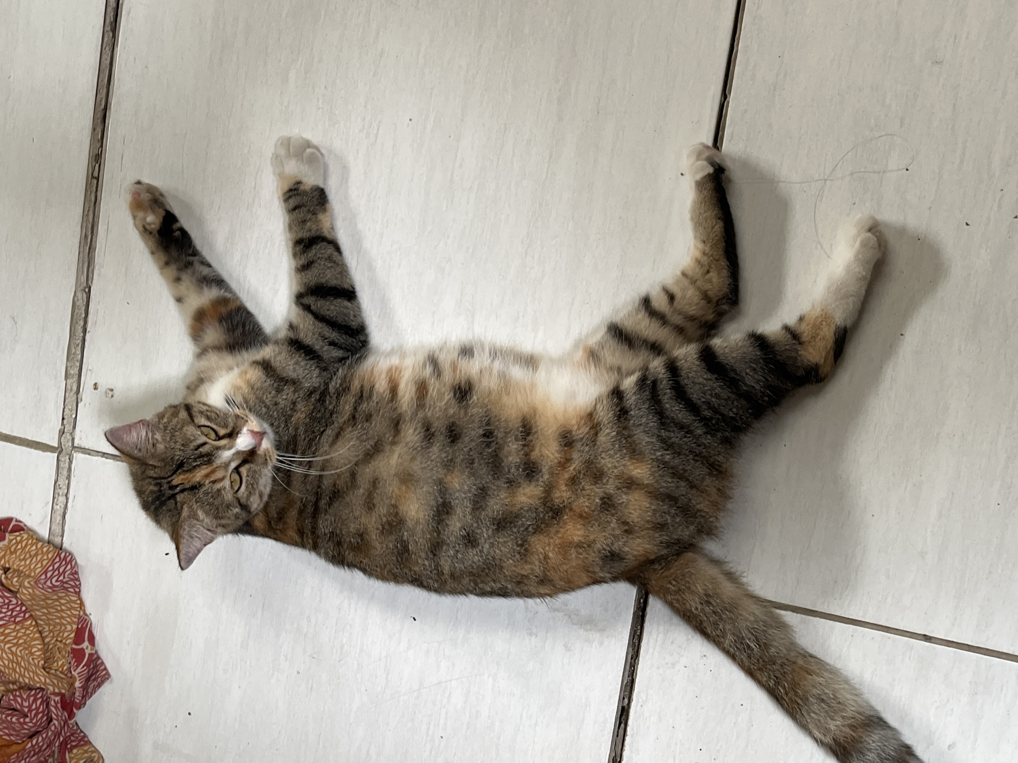A calico cat with tabby markings lies on its back on a tiled floor in a domestic setting, possibly in Kemangguhan, Indonesia. The cat's fur displays a mix of brown, black, orange, and white patches. Its eyes are partially closed, and its mouth is slightly open, revealing its tongue. One front paw is extended upwards, while the other is resting on the floor. Its hind legs are bent at the knees, with its paws also on the floor. A piece of patterned fabric, red and orange in color, is visible in the upper left corner of the frame. The floor is made of white square tiles with dark grout lines.