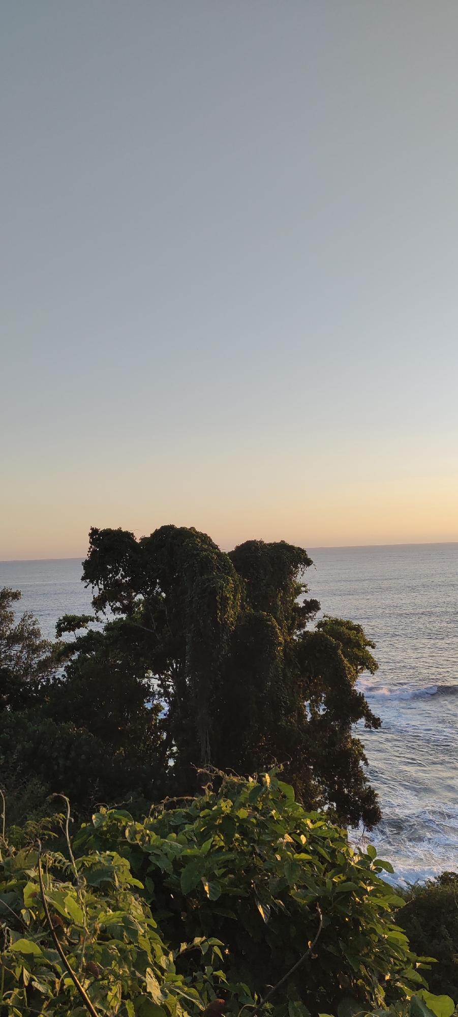 The image depicts a natural landscape scene, likely at dusk or dawn, with a clear sky transitioning from light blue to a soft orange hue near the horizon. A body of water, appearing to be the ocean, stretches across the middle ground, exhibiting gentle waves and a pale, reflective surface. Dominating the foreground and mid-ground are dense clusters of lush green foliage, including trees and bushes. One prominent tree, partially covered in vines, stands out against the backdrop of the sea and sky. The vegetation suggests a tropical or subtropical environment. The scene is devoid of any human presence or man-made structures, focusing entirely on the natural elements of the environment. It is not possible to identify the specific location in Crakmong, Indonesia based solely on this image.