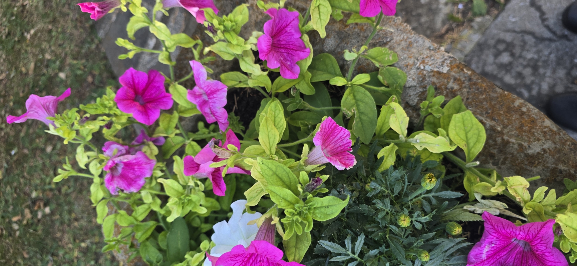 The image shows a close-up of a planter filled with vibrant pink petunias and other greenery, set against a stone border. The planter is situated outdoors, with hints of a paved area and distant foliage suggesting an urban or garden setting. The petunias are the dominant feature, with several large, fuchsia-pink blooms in various stages of openness, some showing intricate veining. Interspersed among the flowers are clusters of lighter pink and white petunias, as well as lush green leaves, some of which appear slightly yellowed. A darker green, feathery plant with several unopened buds is visible in the lower left portion of the frame. The planter itself is made of rough, textured stone, possibly concrete, with some mossy or lichen growth. The background is softly blurred, showing hints of grass and possibly a paved pathway. The lighting suggests an overcast or diffused daylight condition. The image appears to have been taken from a slightly elevated perspective looking down into the planter.