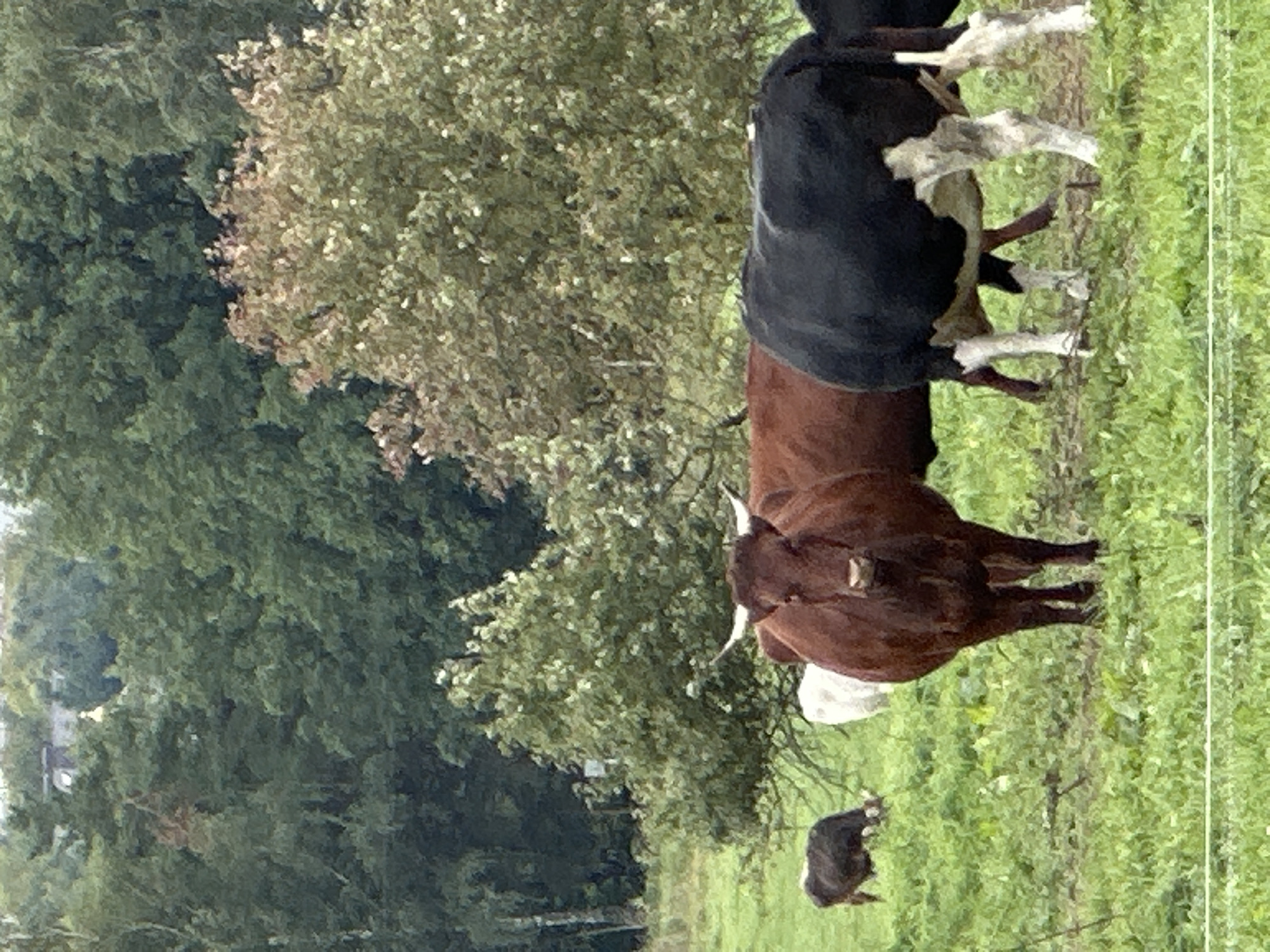 The image depicts a pastoral scene with several cows in a grassy field. In the foreground, a large brown cow with prominent horns faces the viewer. To its right, a black and white cow is partially visible from the rear. In the background, a darker colored cow is grazing, and a white cow stands behind the brown cow. The environment consists of a lush green meadow, with trees and foliage forming a dense backdrop. The sky is overcast, suggesting a cloudy day. A subtle indication of human habitation, possibly a building with a small dome, can be discerned in the far distance amongst the trees. This scene is located in Dubrovitsy, Russia.