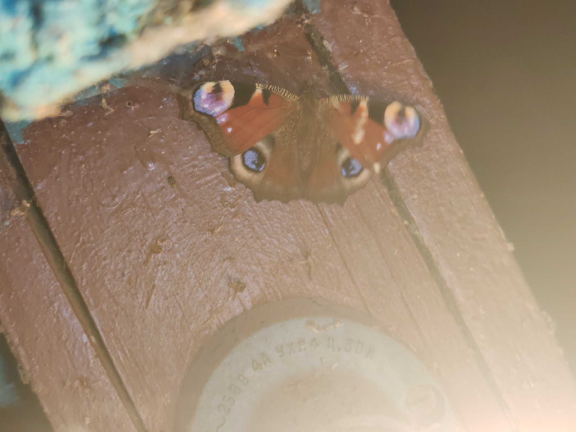 A peacock butterfly is resting on a wooden surface. The butterfly has a reddish-brown body and wings with blue, yellow, and white markings. The wooden surface appears weathered and possibly damp. In the background, there is a blurry object with blue and white colors. The scene is illuminated by a bright light source, possibly sunlight, creating a lens flare effect on the right side of the image. The environment suggests an outdoor setting, possibly in a rural area or a park. The city of Кашино, Russia is not explicitly depicted or implied by any visual cues in the image.