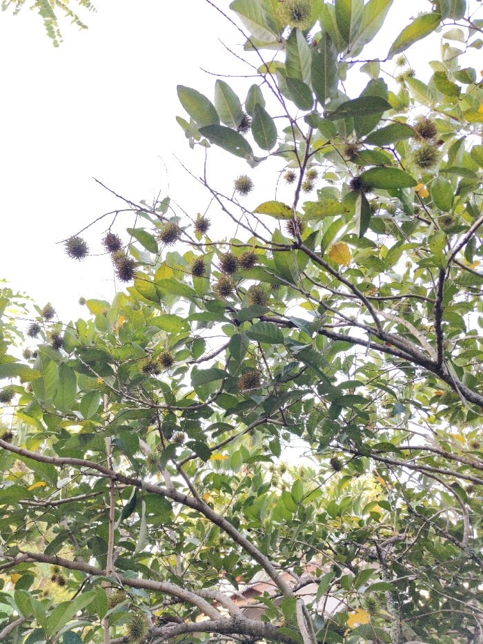 The image displays an upward view into the canopy of a fruit-bearing tree located in Dayah Tuha, Indonesia. The upper portion of the frame is dominated by a bright white sky. Multiple tree branches, ranging in thickness and color from light brown to grey, extend across the view. The branches are densely covered with green leaves, some exhibiting slight yellow discoloration. Scattered among the foliage are numerous small, spherical fruits with developing spines, consistent with immature rambutan (Nephelium lappaceum). These fruits appear greenish to greenish-brown. In the lower-middle and lower-right, partially obscured by the tree's dense foliage, segments of a light-brown tiled roof of a structure are faintly discernible. No individuals, animals, or specific actions are observed. The scene is illuminated by overhead light, indicating daytime conditions.
