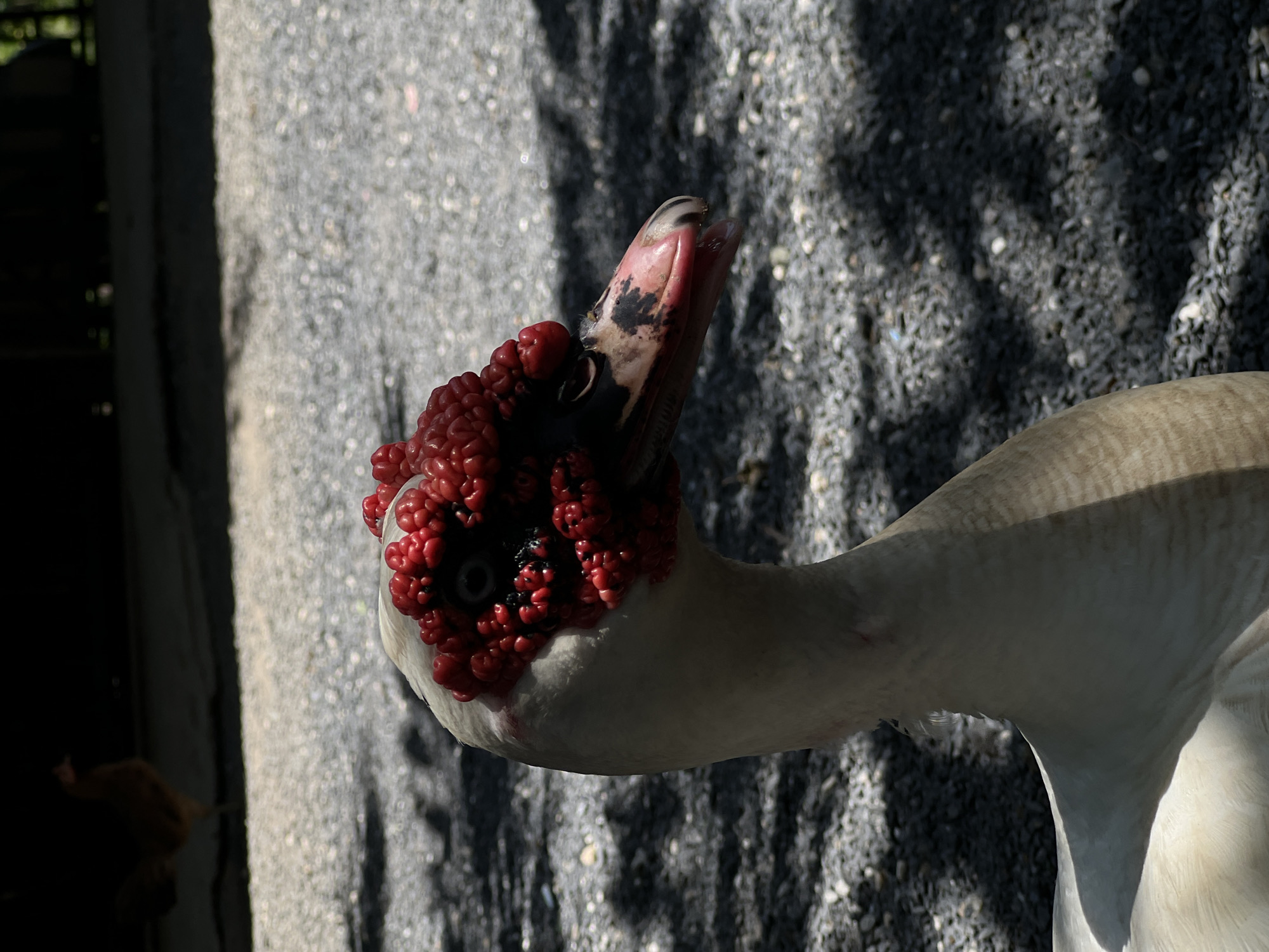 The image shows a close-up of a Muscovy duck. The duck's head is turned upwards and to the left, with its beak open. A distinctive feature of the duck is the red, bumpy caruncles around its eyes and beak, which are characteristic of the species. The duck has white plumage.
The background consists of a rough, gravelly surface, likely a path or ground cover, with dappled shadows cast by trees or foliage overhead, suggesting it is daytime. A dark vertical structure, possibly a wall or fence, is visible on the left side of the frame. A blurred, brown object is partially visible in the lower left corner, possibly another animal or an object on the ground. The lighting indicates it is a sunny day. The setting appears to be outdoors, consistent with a rural or semi-rural environment, possibly a farm or a park. No text is visible in the image.