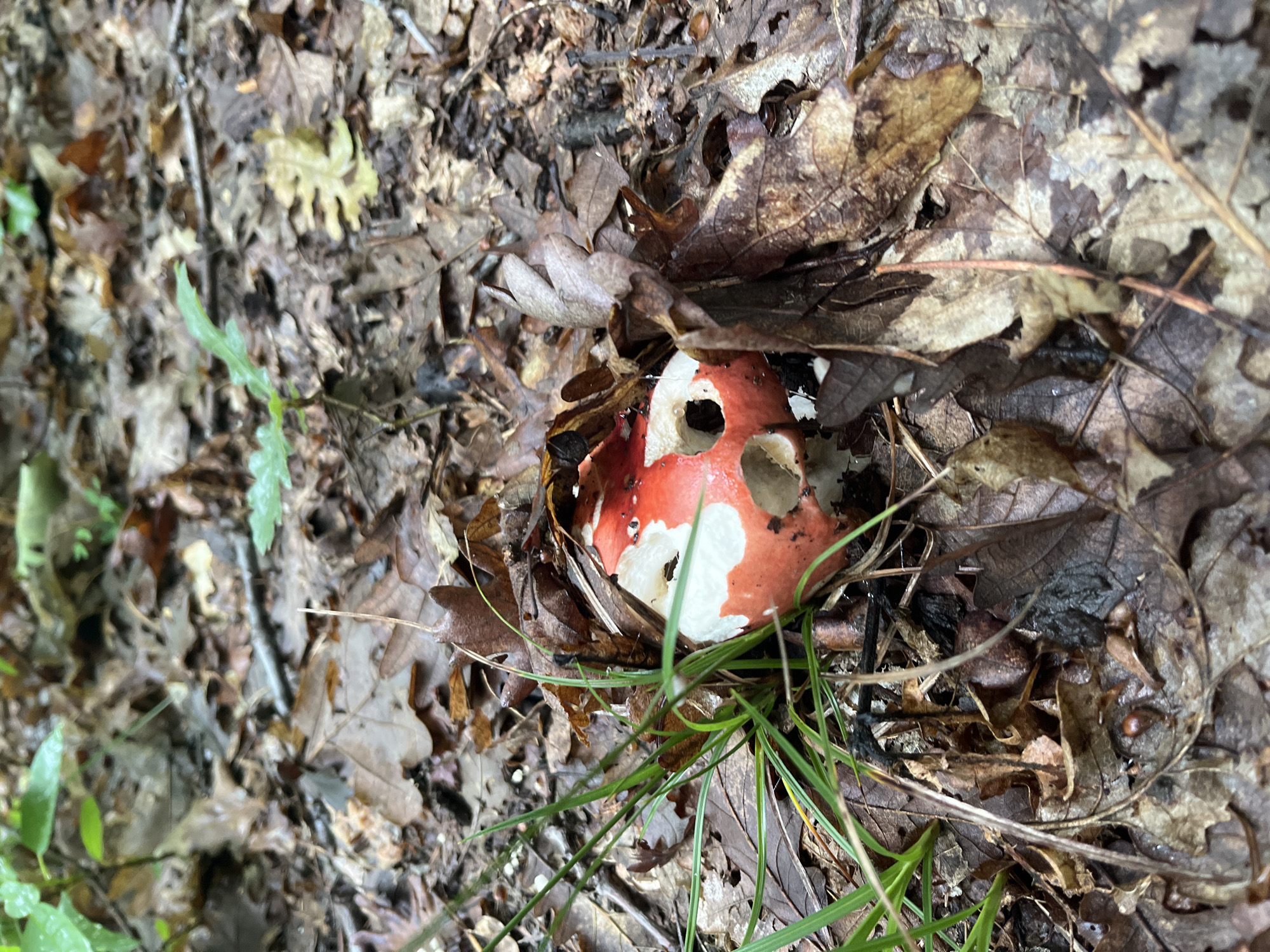 Location: Unspecified, likely Izvor, Bulgaria, based on user request.
Scene: A forest floor covered with damp, decaying leaves and sparse patches of green grass. A red and white mushroom, partially obscured by the leaves, is centrally located. The mushroom cap has holes in it and appears to be damaged.
