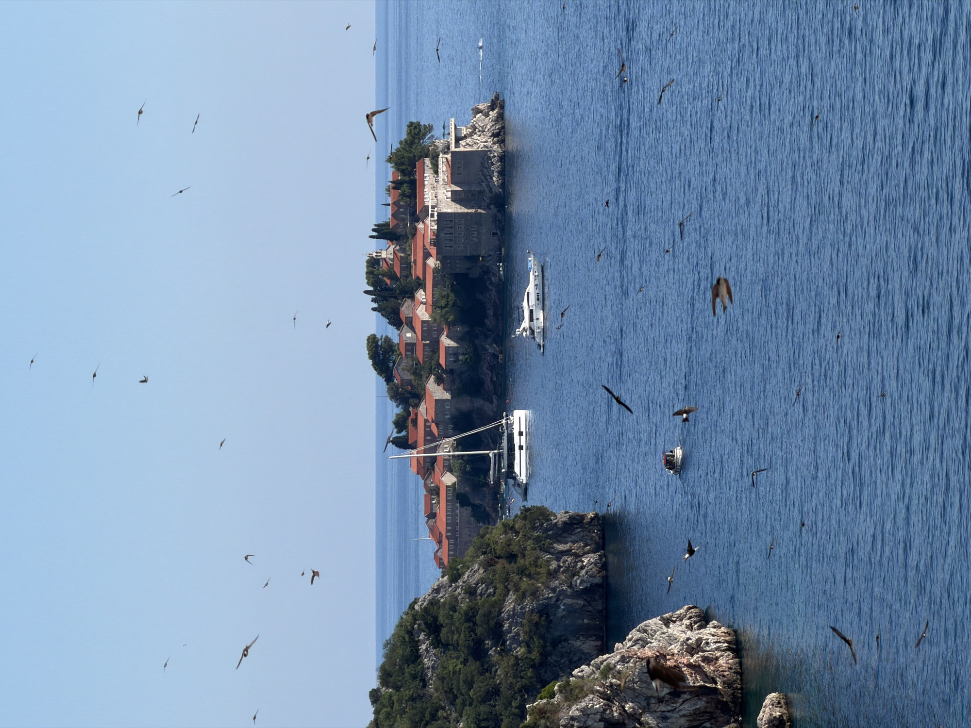 The image depicts a picturesque coastal scene with a distinct island settlement, identifiable as Sveti Stefan, located off the coast of the village of Pržno, near Budva, Montenegro. The island is characterized by its cluster of red-tiled buildings, predominantly stone structures, nestled amongst lush greenery and topped with a church spire. In the foreground, the deep blue Adriatic Sea is active with numerous birds in flight, their wings spread against the clear sky. Several boats are visible: a sleek white catamaran with a tall mast is anchored near the island, and a smaller white motor yacht is positioned closer to the viewer. A small red-and-white boat is also present in the water, with its occupants indistinct. The coastline on the left features a rocky, tree-covered cliff face. The overall atmosphere is serene and sunny, highlighting the natural beauty and the charming architecture of the island.