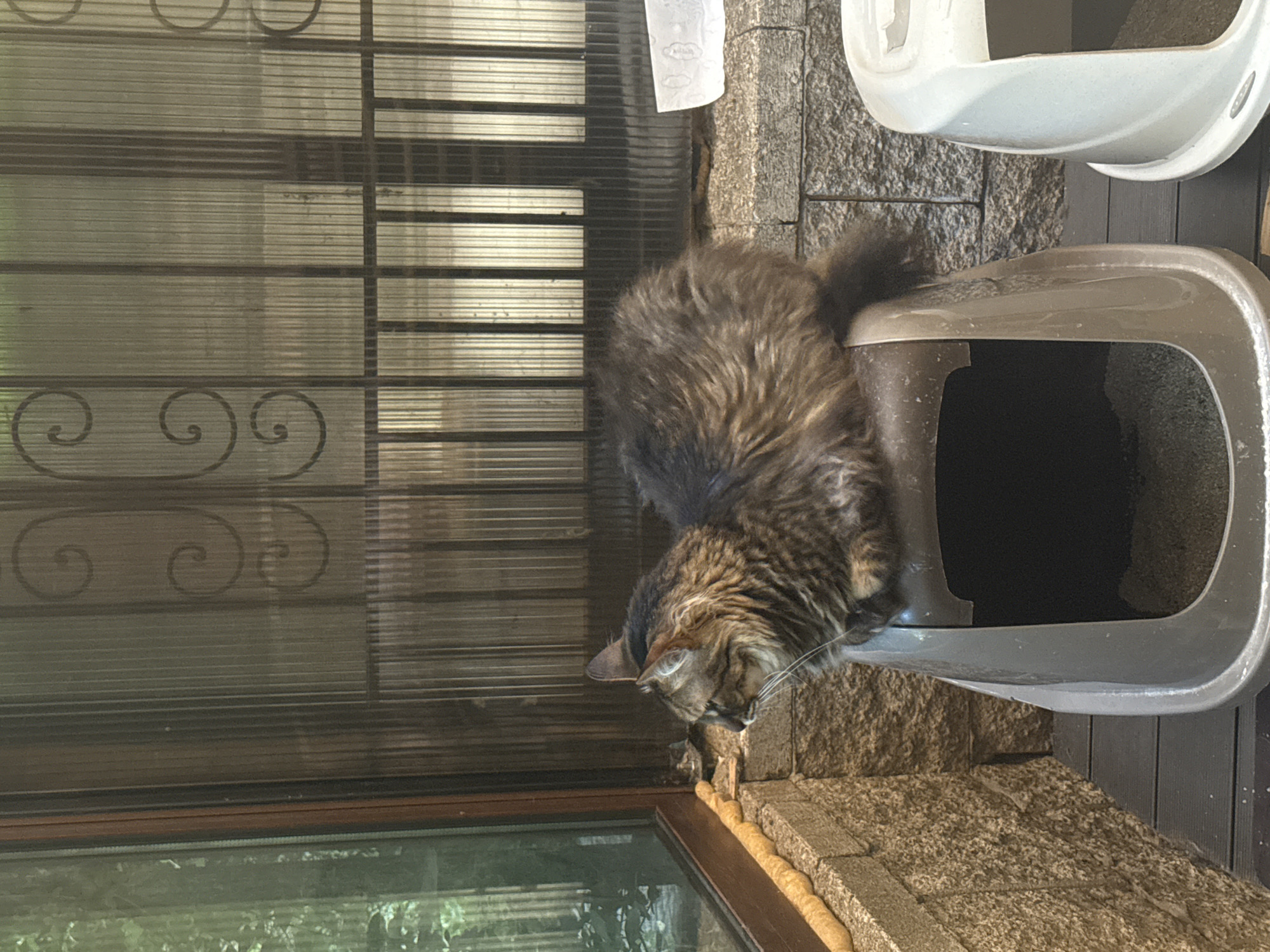 A long-haired tabby cat is perched on top of a brown plastic litter box. The litter box is next to a white litter box. They are on a dark wooden surface. Behind the litter boxes is a textured stone wall, and behind that is a translucent screen with a decorative metal lattice. To the left of the scene is a window with green foliage visible outside. The overall setting appears to be an outdoor or semi-outdoor enclosure. This image was taken in the city of Sofia, Bulgaria.