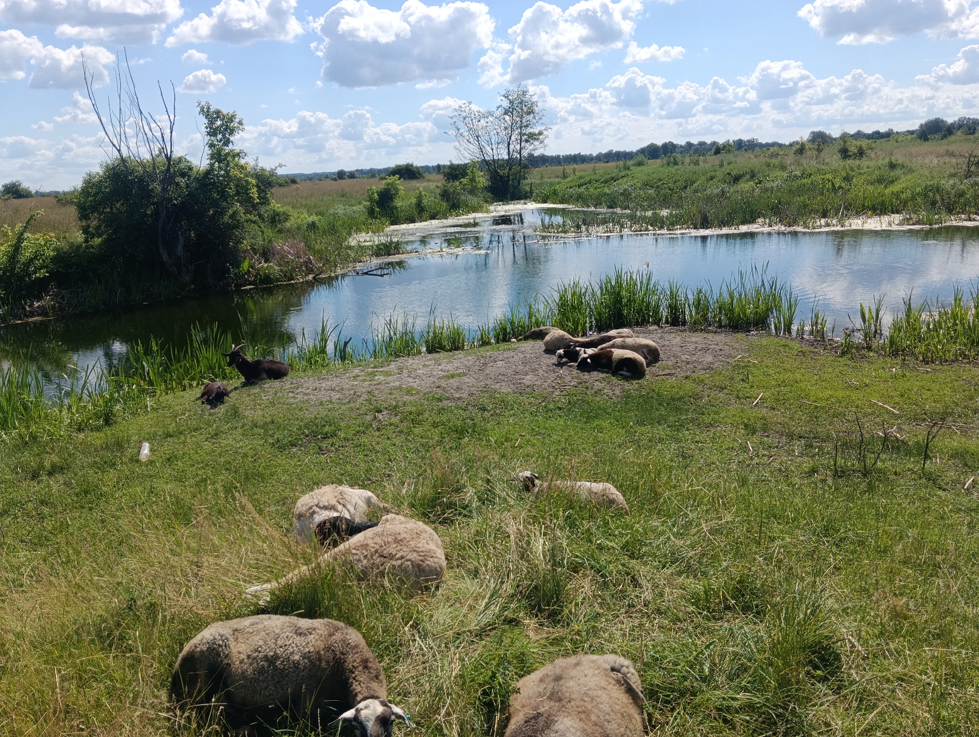 A herd of sheep and a goat rest in a grassy field next to a calm body of water under a partly cloudy blue sky. In the foreground, several sheep are scattered across the green grass, some lying down and others grazing. One sheep in the lower left is facing the viewer, its head down. To the right, another sheep is lying in the grass. In the middle ground, a cluster of sheep are lying down on a patch of bare earth. Behind them, the water reflects the sky and surrounding greenery. Tall reeds and grass grow along the water's edge. In the background, a tree-lined horizon stretches across the image, suggesting a rural or natural setting. A single dark-colored goat stands near the water's edge on the left side of the image. The sun appears to be high in the sky, indicating it is daytime, and the fluffy white clouds suggest fair weather. There is no visible text in the image.
