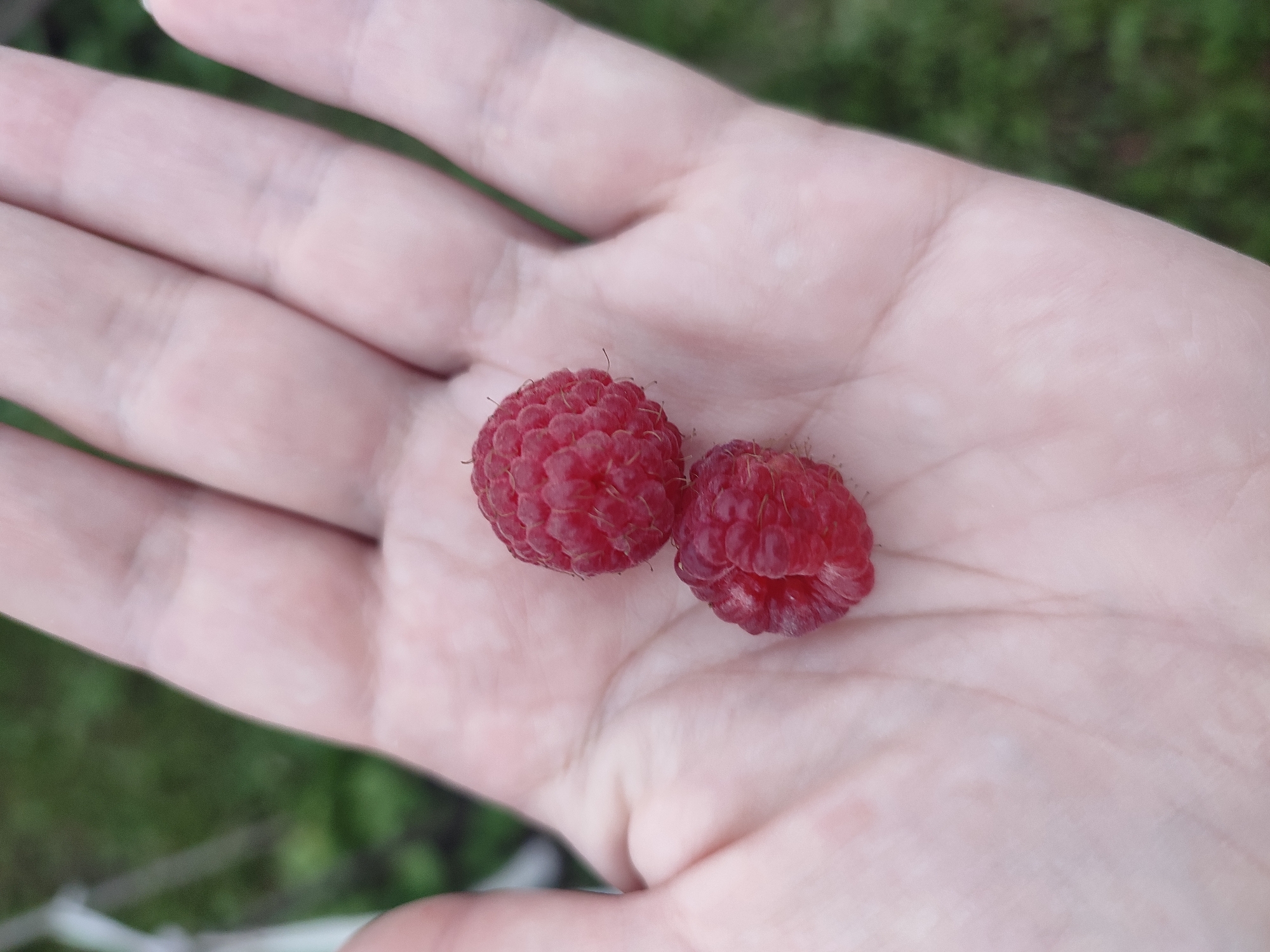 In Il'bukhtino, Russia, a light-skinned hand, with visible palm lines, holds two ripe raspberries. The raspberries are a deep red color and are clustered together in the center of the palm. The background is blurred, showing green foliage, suggesting an outdoor setting.