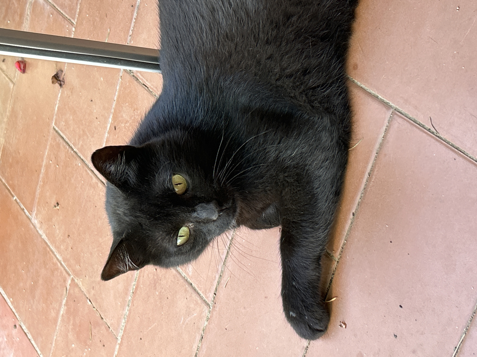 This media file features a close-up, high-angle shot of a black cat lying on a terracotta tile floor. The cat is the sole subject, with its body stretching from the top left to the bottom right of the frame. Its fur is short and appears sleek. The cat has striking green eyes that are looking directly at the camera, conveying a calm and perhaps curious emotion. Its ears are visible, and one of its paws is resting on the tiles. The background consists of the terracotta tiles, which are laid in a grid pattern with visible grout lines. Small specks of dirt and debris are scattered on the tiles, suggesting an outdoor or semi-outdoor setting, possibly a patio or courtyard. A metallic bar, possibly part of furniture or a structure, runs horizontally across the top left of the image. There is a small pinkish object and a dried leaf near this bar. The lighting suggests it is daytime, with natural light illuminating the scene. The overall impression is one of a relaxed domestic animal in its environment. The location context of Tordera, Spain, implies a warm climate, which would be consistent with the cat being outdoors on tiled flooring. No visible text is present in the image.
