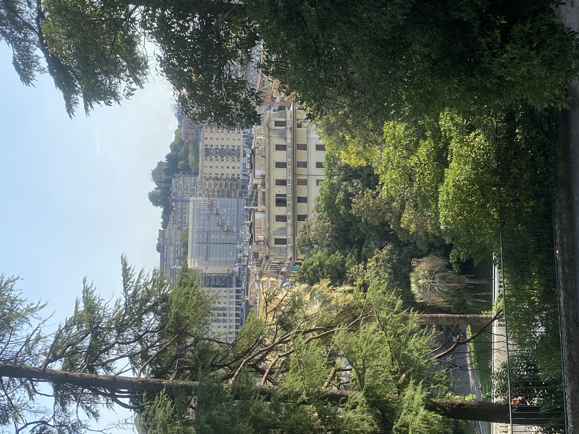 The image captures a view of Genoa, Italy, from a vantage point overlooking a cityscape dotted with lush greenery. In the foreground, a dense canopy of trees, including a tall coniferous tree on the left and broad-leafed trees on the right, partially frames the scene. These trees cast dappled shadows, suggesting it is daytime.
Beyond the foliage, a cluster of buildings is visible. The architecture is a mix of styles, with some buildings featuring lighter-colored facades and numerous windows, while others appear to be under construction or renovation, indicated by scaffolding. One prominent building in the middle ground has a yellow-ochre facade with dark-shuttered windows and decorative architectural elements. Further in the background, more buildings extend up a hill, culminating in a domed structure, possibly a monument or church, perched on the highest point.
In the mid-ground, a winding road or pathway is visible, bordered by a low white railing and greenery. A palm tree with dry fronds stands out among the more verdant trees. A dark metal fence runs along the bottom of the image, with some vegetation growing behind it. The sky is a clear, pale blue, with no clouds visible. The overall impression is of a city integrated with nature, with parks and trees interspersed among urban structures.