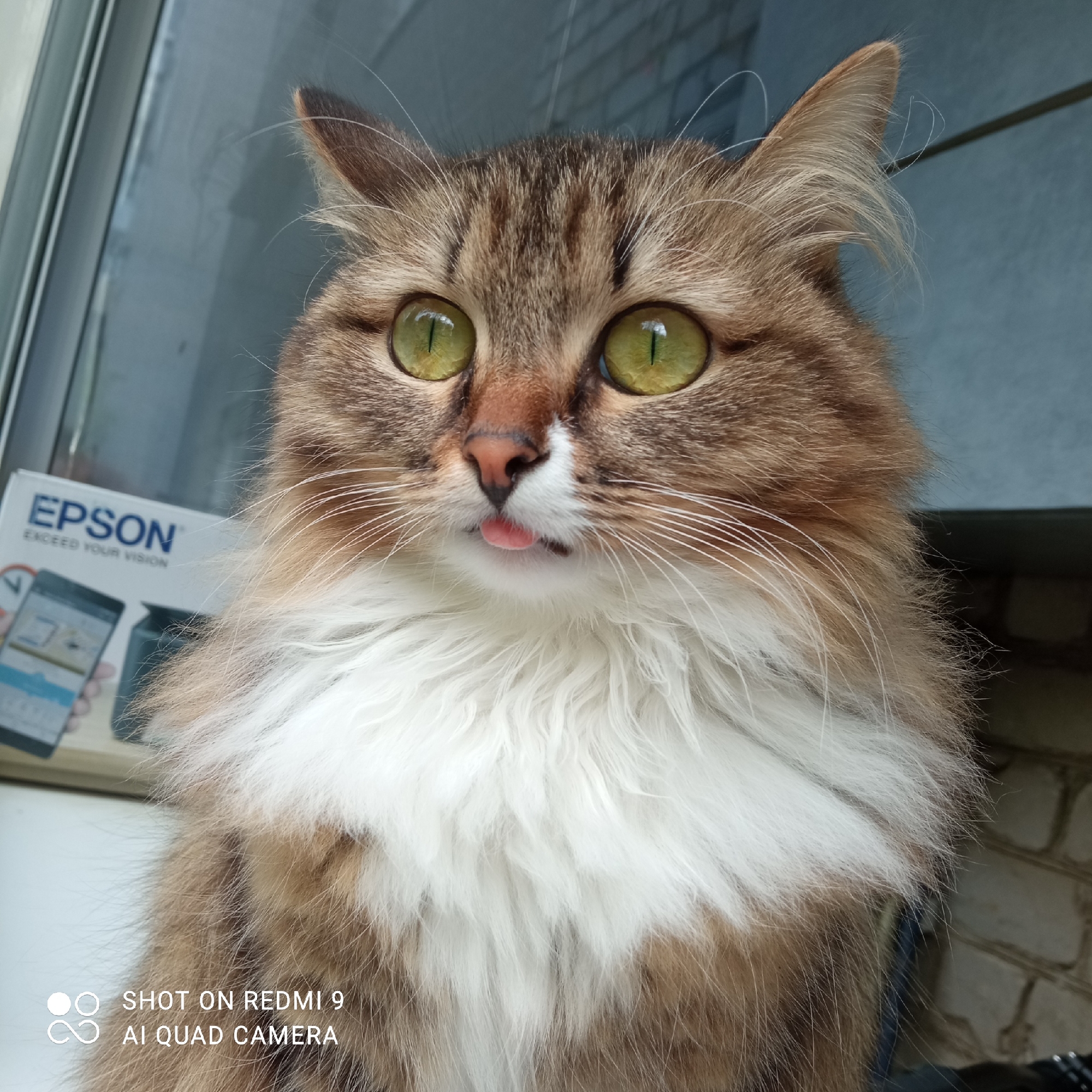 A medium shot depicts a brown and white fluffy cat with green eyes and its tongue slightly protruding from its mouth. The cat is positioned in front of a window and an Epson printer box. The background suggests an interior setting, possibly a residence, with a brick wall visible. The image was taken with a Redmi 9 AI Quad Camera, as indicated by the watermark in the lower left corner. The location is specified as Chaikovsky, Russia.