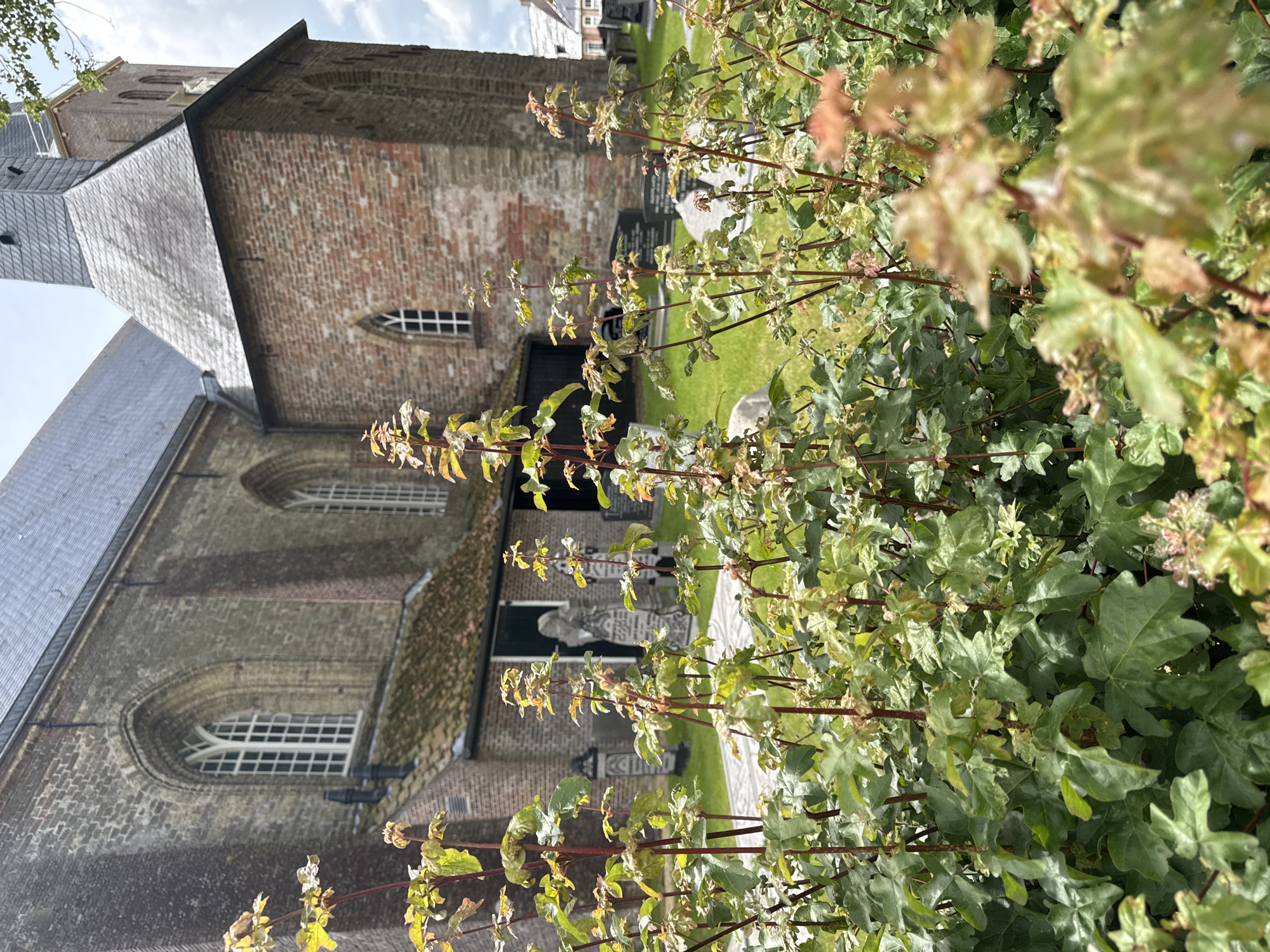 A low-angle, outdoor, medium shot captures a church building with a cemetery in the foreground, likely in a European town. In the foreground, out-of-focus green and reddish-brown leafy plants dominate the lower half of the frame, obscuring parts of the background. Behind the plants, a cobblestone pathway runs horizontally through a well-maintained green lawn dotted with grey headstones of various shapes and sizes. A large, dark entrance is visible on the church's side, flanked by two tombstone-like structures.
The church itself is constructed of weathered red bricks and features large arched windows with white panes. One window on the left side of the building is particularly prominent, characterized by its pointed arch and intricate mullion design. The church has a grey, slate-tiled roof, and a darker, octagonal tower with a pointed spire, also clad in grey slate, rises from the right side of the building. The sky above is overcast with grey clouds. The overall impression is one of historical architecture and solemnity.