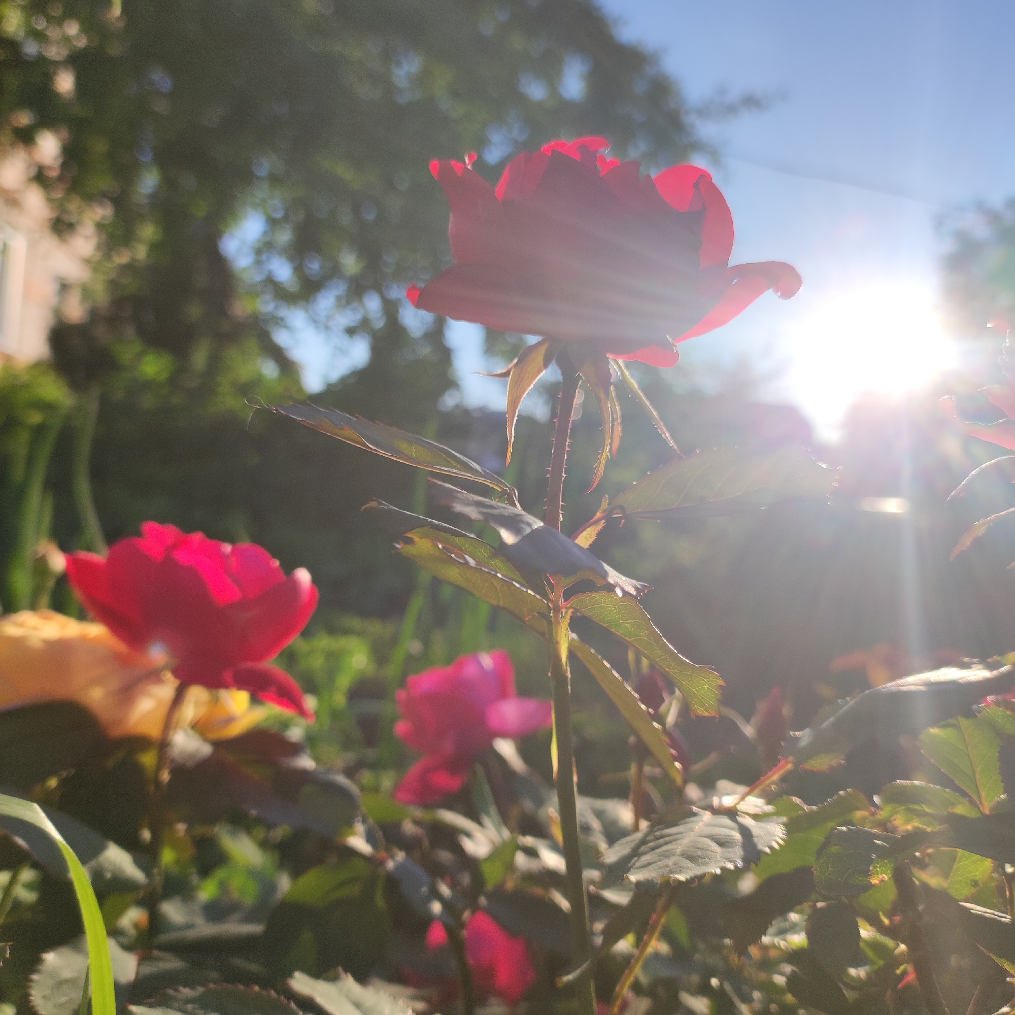 The image shows a close-up view of red roses in a garden at sunset. The sun is low in the sky, casting a warm glow and creating lens flares that streak across the image. The roses are in bloom, with some petals unfurling and others still tightly closed. The leaves of the rose bushes are a deep green, and some have water droplets on them, suggesting recent rain or dew.
In the background, the scene is blurred, but hints of a building and trees can be seen. The overall impression is one of tranquility and natural beauty. The low angle of the sun and the soft focus create a dreamy, romantic atmosphere. The image evokes a sense of peace and serenity, as if the viewer has stumbled upon a hidden garden bathed in the golden light of dusk. The vibrant red of the roses stands out against the soft, warm tones of the sunset, creating a striking contrast. The image is composed in a way that draws the viewer's eye to the roses, making them the clear focal point.