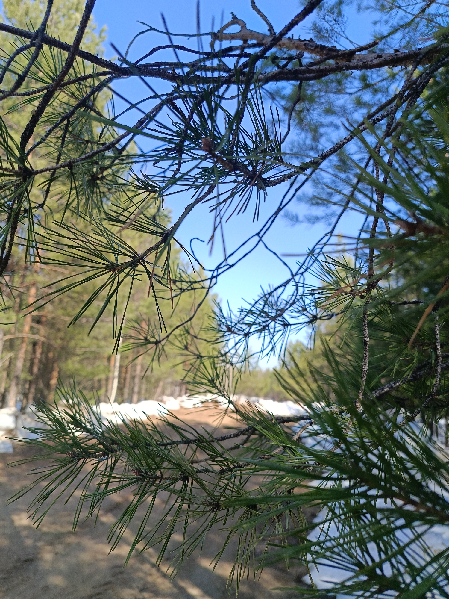 The image captures a view through pine needles and branches toward a partially snow-covered landscape. The foreground features the needles and branches of a pine tree, slightly obscuring the scene beyond. In the background, there's a dirt road or path with patches of melting snow along the sides. Trees, some with bare branches, line the background, and a clear blue sky is visible through the gaps in the trees. The location is most likely in a wooded or park area in Chaikovsky, Russia, based on the landscape and the pine trees.