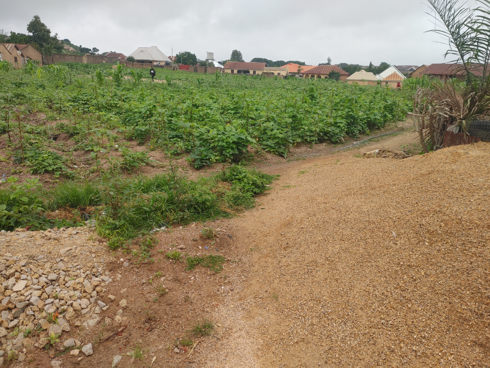 In the city of Jos, Nigeria, a vast field of green crops, likely soy or a similar legume, dominates the foreground and midground. The plants are healthy and appear to be at a mature stage of growth. Beyond the field, several buildings with corrugated iron roofs are visible, suggesting a residential or semi-urban area. A person can be seen walking through the crops, their presence indicating human activity and management of the agricultural land. The ground is a mixture of soil and gravel, with some areas of rough, rocky terrain. The sky is overcast, indicating a cloudy day. The scene is a snapshot of rural life and agriculture on the outskirts of Jos.