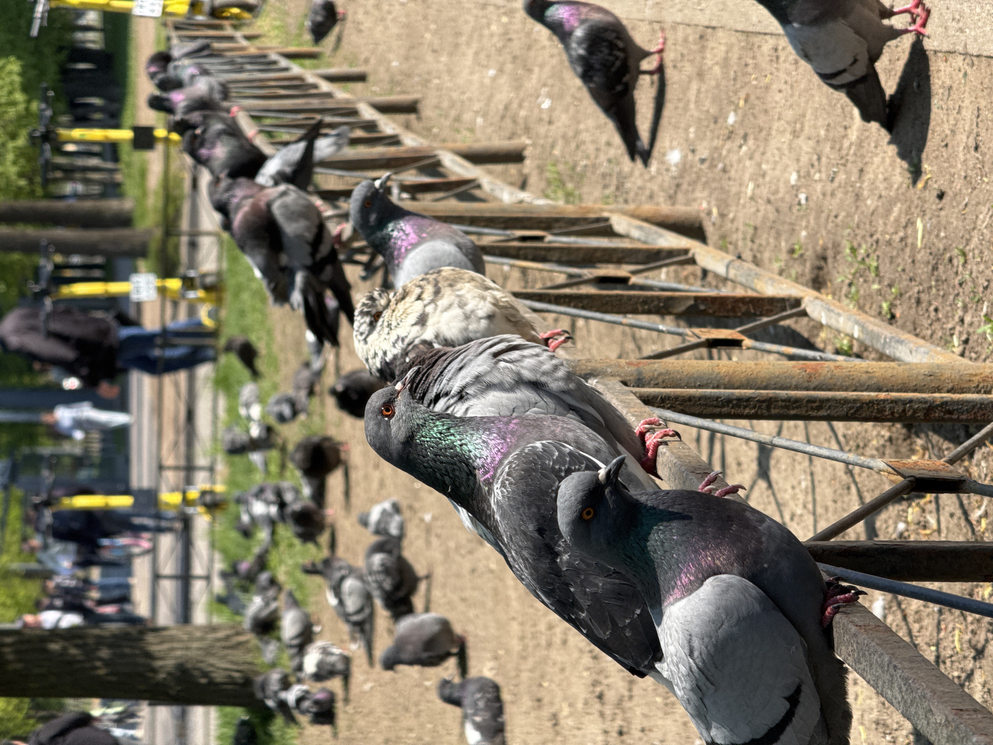 The image shows a gathering of pigeons in a park-like setting, possibly Vsevolozhsk, Russia. A line of pigeons sits on a rusted metal barrier or fence. Many more pigeons are scattered on the ground nearby. In the background, there are people and what appears to be a bicycle or scooter rental station with yellow accents. The setting seems to be a well-lit outdoor space.