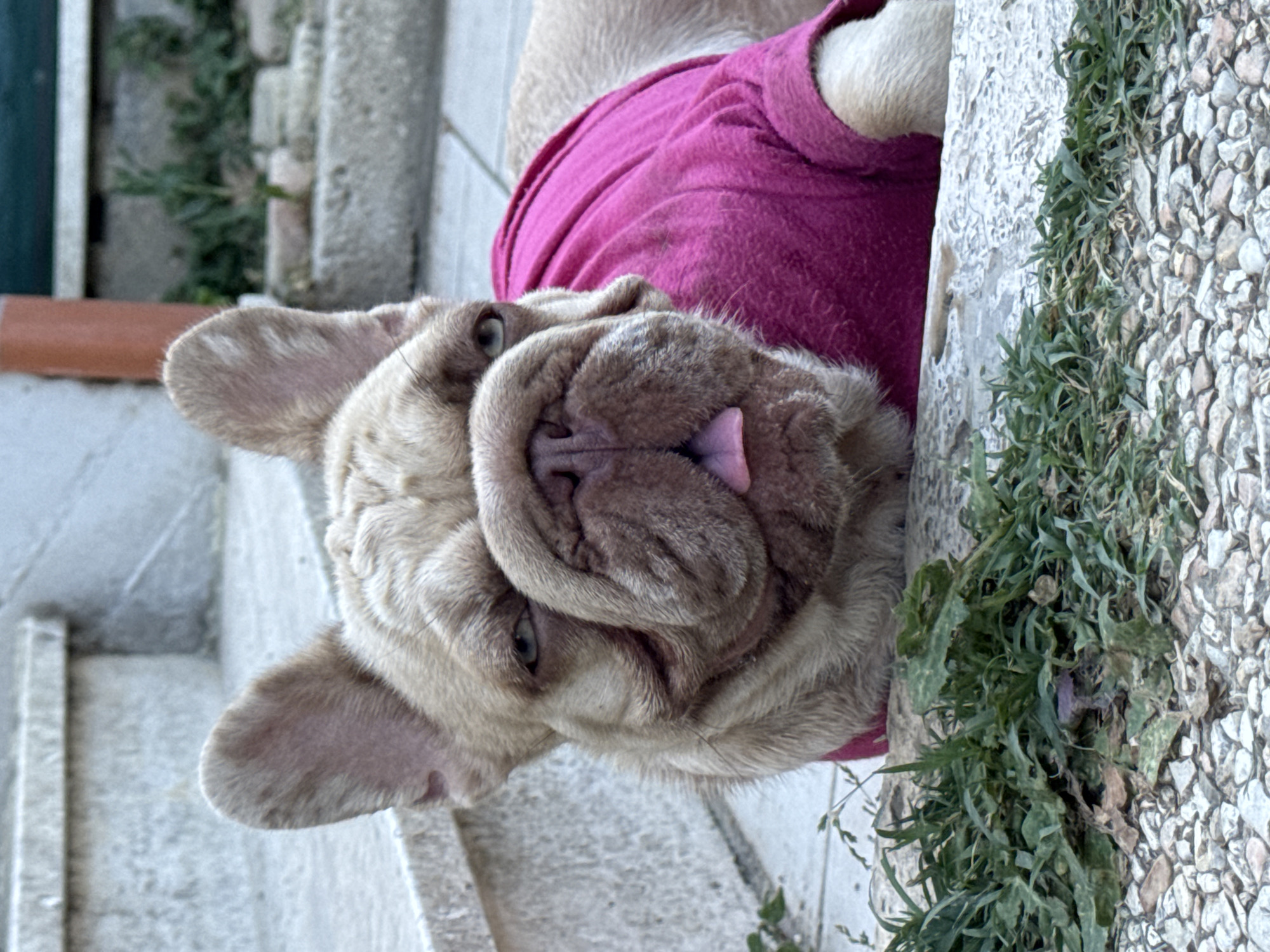 A close-up, vertical shot shows a fawn-colored French Bulldog wearing a magenta pink shirt. The dog is lying down on a stone surface and appears to be resting. Its tongue is slightly sticking out, and its eyes are open, looking towards the camera with a calm expression. The dog's face is characterized by its characteristic wrinkled features. In the background, there are stone steps and some greenery, suggesting an outdoor setting, likely a garden or patio. The lighting appears to be natural daylight. The overall impression is of a relaxed pet enjoying a quiet moment.