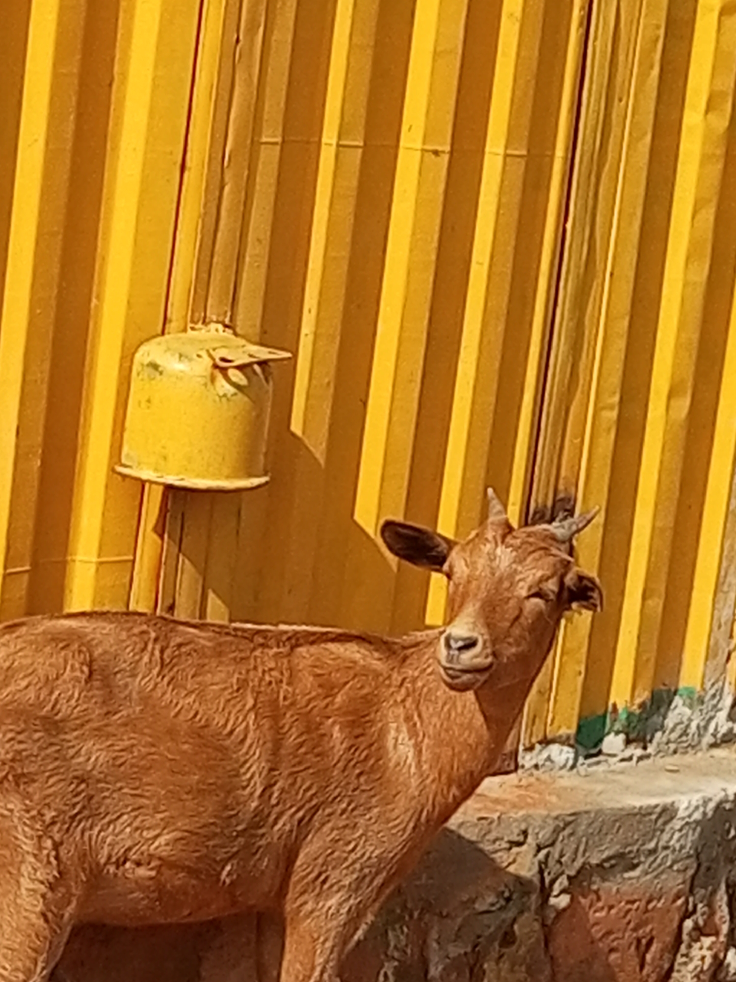 A brown goat stands on a rocky surface in front of a bright yellow, corrugated metal wall. A yellow, bell-shaped object hangs from the wall above and to the left of the goat. The goat has short, curved horns and its fur appears wet and matted. The scene is likely outdoors, possibly in a rural or semi-urban area of Gombe, Nigeria, given the subject matter and the materials present. The lighting suggests it is daytime, with sunlight casting shadows on the wall.