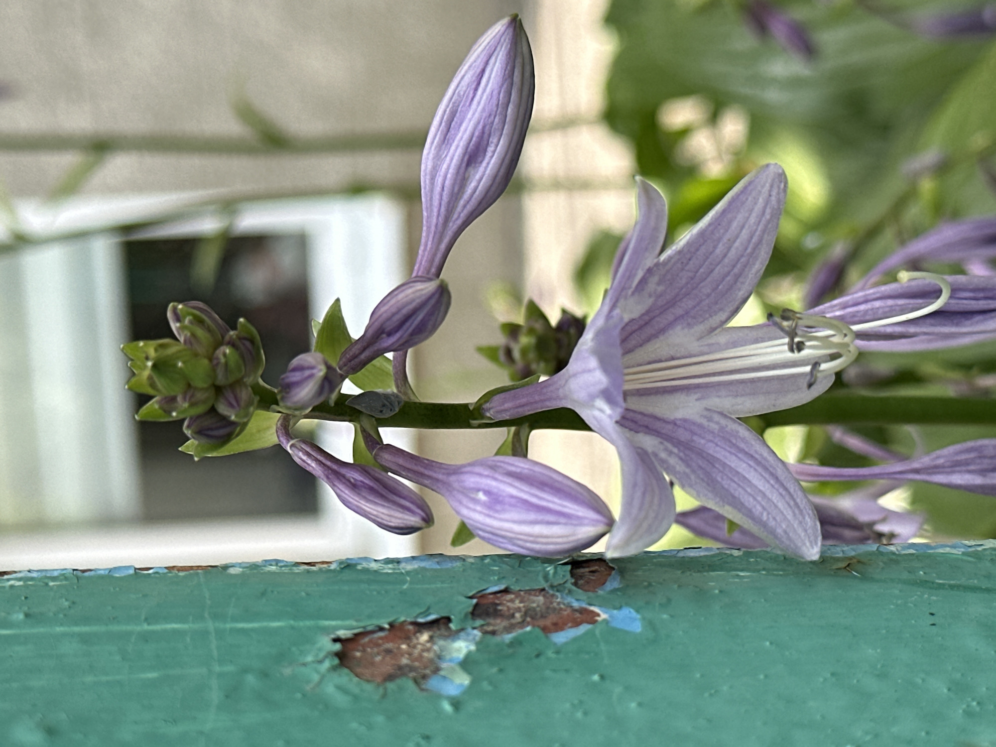 This is a close-up, outdoor photograph of a cluster of purple hosta flowers in bloom. The flowers hang downwards from a green stalk, with some buds still tightly closed at the top. The petals of the open flowers are a pale lavender with darker purple stripes running lengthwise. Inside the flowers, white stamens are visible. To the left of the flowers, a weathered teal-colored post or pillar is prominently featured. The paint on the post is chipped and peeling, revealing rusty brown and lighter blue undertones. The background is softly blurred, with hints of green foliage and a light-colored building with a window. The scene appears to be in a garden or park setting. The image does not contain any people or specific identifiable landmarks that would place it in Yessentuki, Russia.
