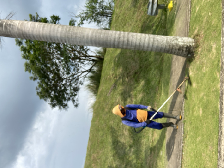 The image shows a man in a blue and orange hooded jacket operating a weed trimmer on a sidewalk in Padalarang, Indonesia. He is cutting grass in the area next to a tall palm tree. The man's face is not visible because his hood is pulled up over his head. There is a small, metal bench in the distance on the right, and a gray asphalt path is visible on the left, leading up to the man. The sky is gray and cloudy. The grass and vegetation surrounding the sidewalk are green. The image appears to have been taken from a slightly elevated perspective, possibly from a car window. The image is out of focus.