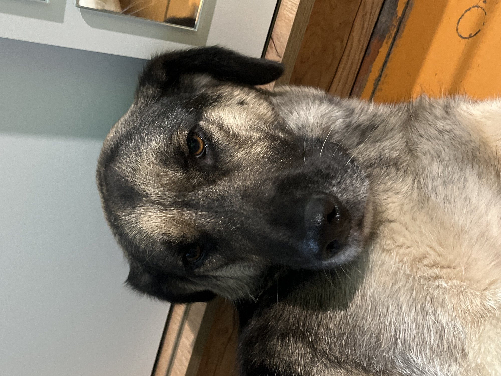 A close-up, medium shot depicts a dog lying down. The dog has a dark, wet nose and brownish-yellow eyes. The fur is a mix of black, brown, grey, and white. The background includes a white wall on the left and a wooden, orange-painted surface on the right. There is no information to indicate this image was taken in Nizhny Tagil, Russia.